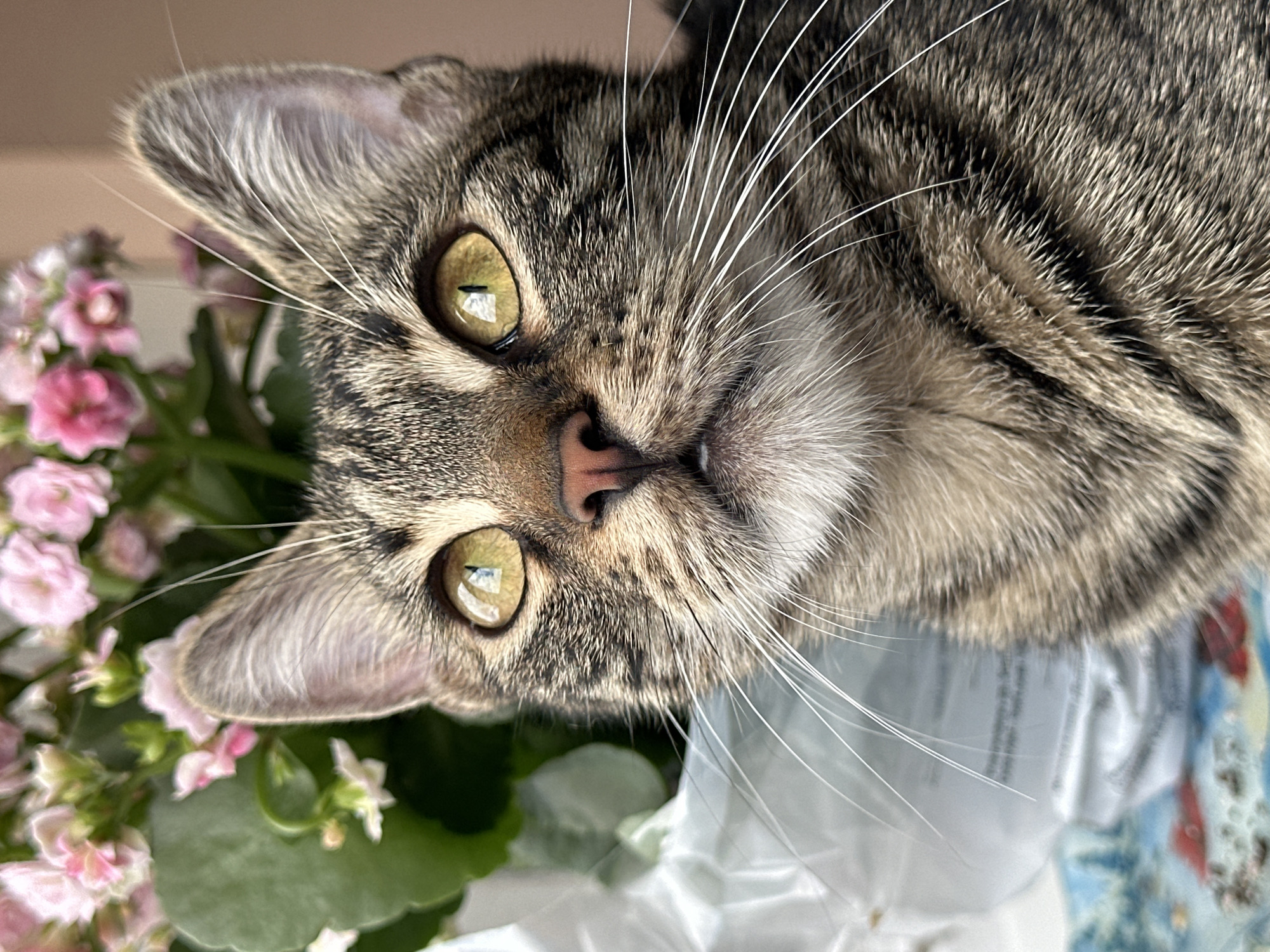 A close-up, eye-level shot captures the face of a young tabby cat. The cat's fur exhibits a pattern of dark brown and grey stripes against a lighter brown background. Its prominent, alert eyes are a striking yellowish-green, reflecting light. The cat's pink nose is visible, and its mouth is slightly open, revealing a hint of its pink tongue. Long, white whiskers fan out from its muzzle.
The cat is positioned in front of a potted plant with lush green leaves and clusters of small pink flowers. To the left of the cat, a portion of a white, crinkled plastic bag is visible, likely containing the plant. The background is softly blurred, with hints of a light brown wall and a patterned surface below the cat, suggesting an indoor setting. The overall lighting is bright, likely from natural daylight, casting subtle shadows and highlighting the cat's features.
The image does not provide any information about the cat's location in the city of Sofia, Bulgaria, or any people, actions, or interactions.