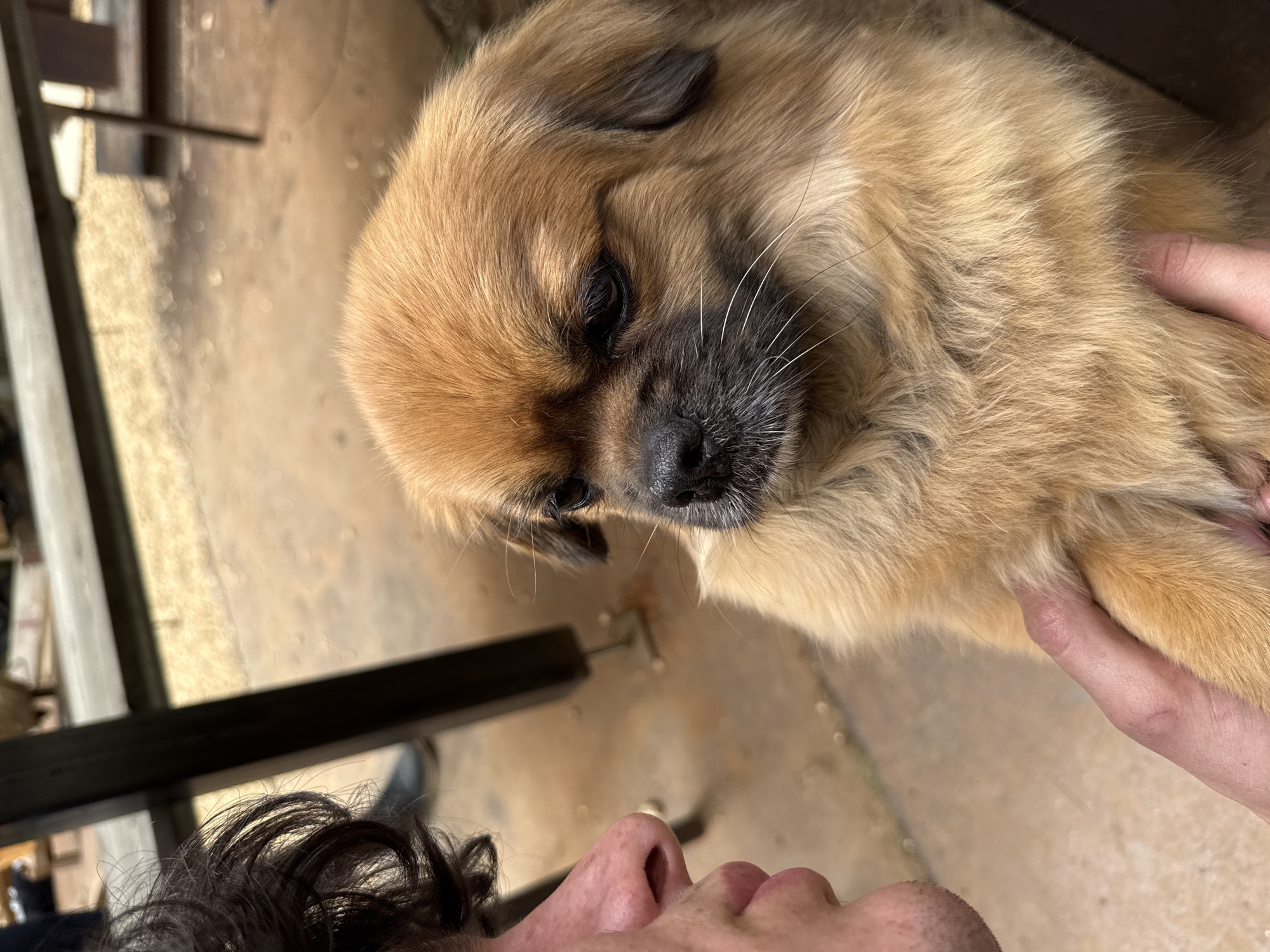 This close-up, candid image captures a tender interaction between a person and a small, fluffy dog, likely a puppy, outdoors in Saint-Rémy-lès-Chevreuse, France.
The primary subject is the small dog, positioned prominently in the upper part of the frame, looking down. It has light tan and brown fur, very fluffy, with darker brown or black markings around its eyes and snout, and distinctive long white whiskers. Its eyes are dark and appear gentle.
Part of a person's head is visible in the lower left portion of the image. We can see the top of their head with dark, curly hair, and their nose, chin, and a portion of their cheek, indicating they are looking upwards at the dog. A hand, likely belonging to the same person, is visible on the right side of the frame, gently supporting or petting the dog's chest/neck area, suggesting affection.
The activity depicted is an intimate moment of connection, possibly nuzzling or petting, between the pet and owner. The dog's gaze directed towards the person's face conveys warmth.
The setting appears to be an outdoor area during the daytime, characterized by bright, natural lighting. The ground visible in the background is a light-colored, possibly concrete or paved surface, with some blurry elements that might be outdoor furniture or structures. A dark metal railing or bar runs across the mid-ground. The bright lighting suggests a sunny day. No text is visible in the image. The overall mood is one of quiet affection and companionship.