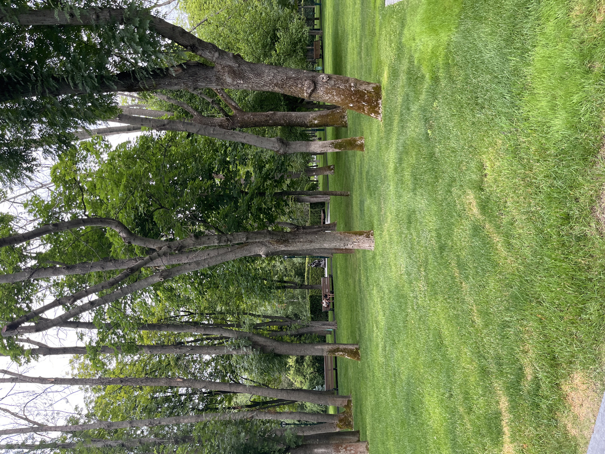 The image depicts a verdant park in Kharkiv, Ukraine, likely in the spring or summer given the lush green grass and full foliage of the trees. Tall, mature trees with rough, textured bark are scattered across the landscape, casting dappled shadows on the well-maintained lawn. In the middle ground, two people are seated on a park bench, their interaction not clearly discernible from this distance. Further back, other park amenities, such as additional benches and possibly a lamppost, are visible. The background suggests a continuation of the park or perhaps the edge of a more densely wooded area, with more trees and greenery. The overall impression is one of a tranquil urban green space.