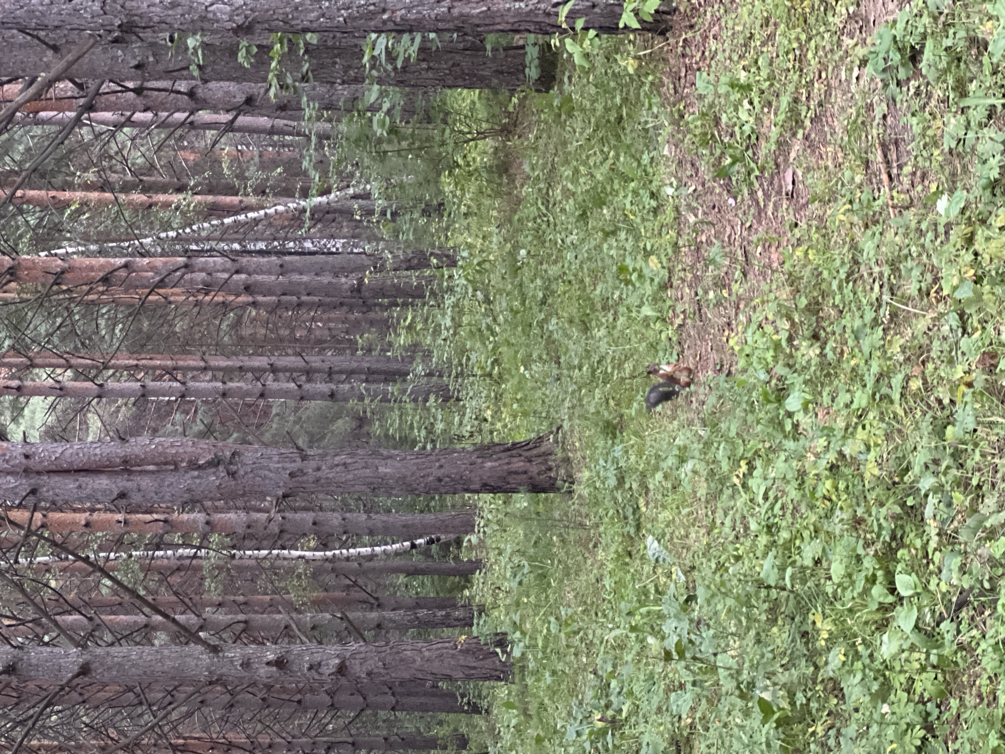 The image depicts a squirrel in a forest. The squirrel is small and reddish-brown with a bushy tail. It is standing on the ground among green leaves and pine trees. The forest is dense with tall pine trees and a variety of undergrowth. The lighting suggests it is daytime, with soft light filtering through the trees. The image does not contain any information to ascertain its location within the city of Krasnoyarsk, Russia.