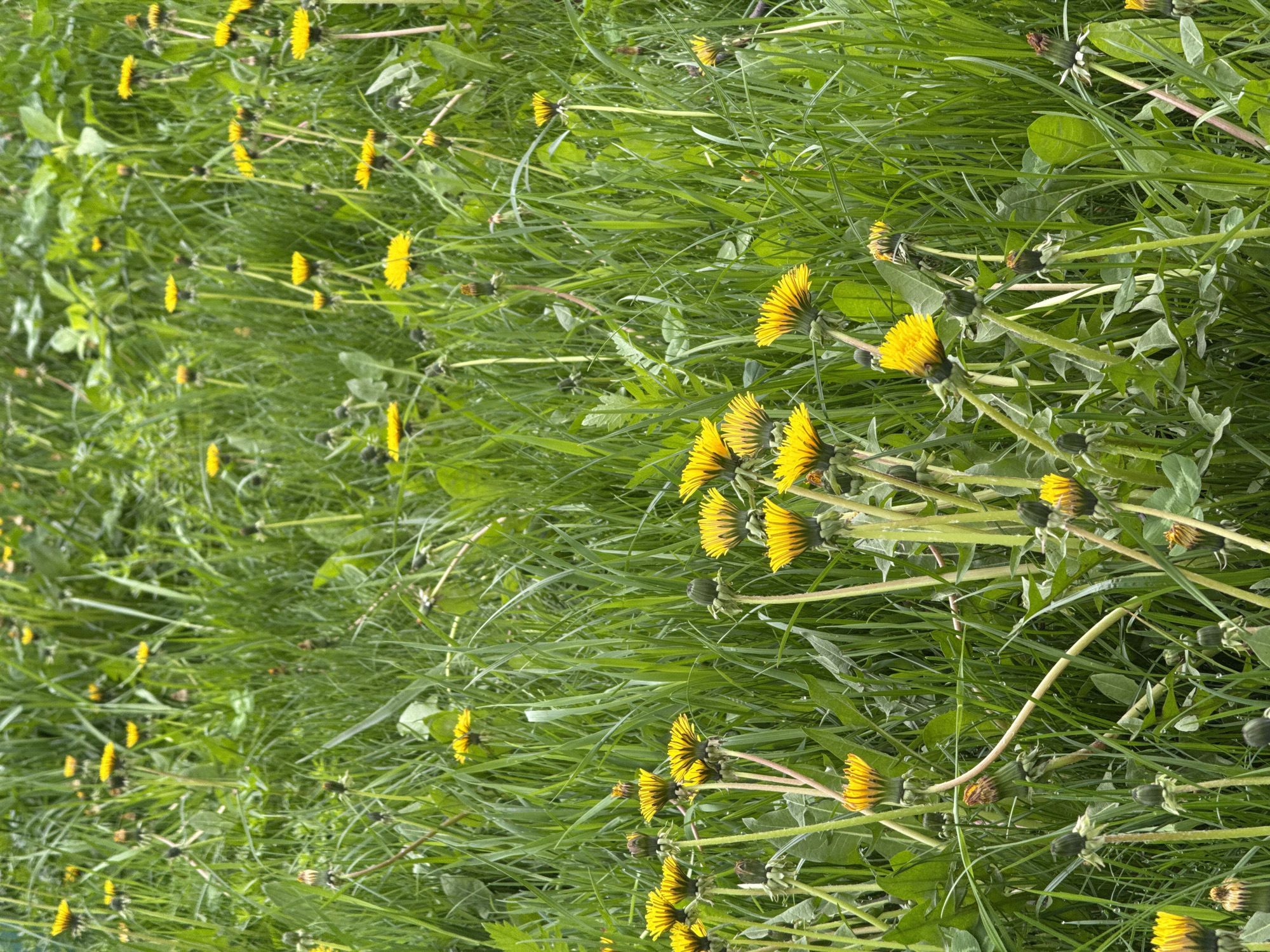 The image shows a ground-level view of a field or lawn densely populated with dandelions. The scene is filled with green grass and numerous dandelion flowers in various stages of bloom. Some dandelions display vibrant yellow petals, while others have transformed into seed heads. The overall impression is that of a natural environment.
There is no evidence in the image of its location being in the city of Moscow, Russia.