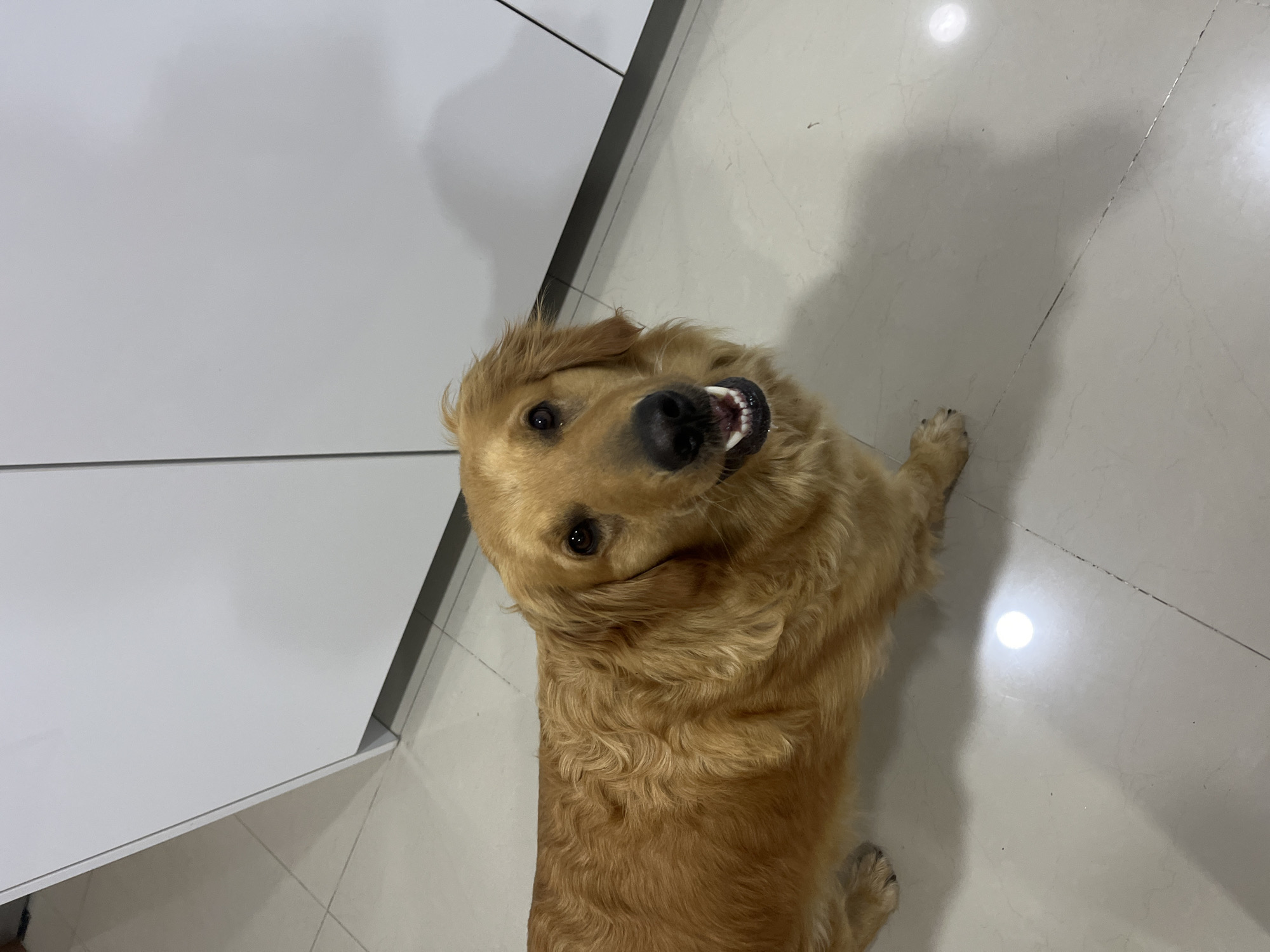 A medium-sized, golden-colored dog sits indoors. The dog has a light-brown coat and dark eyes. The dog is looking up, towards the camera, and its mouth is partially open, revealing some teeth. The dog sits on a tiled floor, next to white, possibly kitchen cabinets. The location is Barrio de Nuevo León, Mexico.
