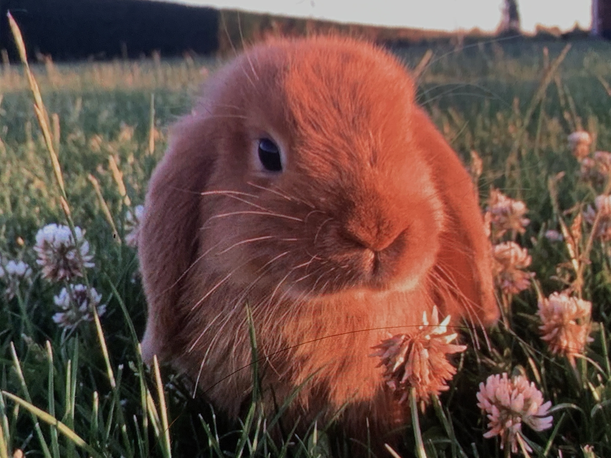 An orange bunny is in a field of green grass and pink clover flowers. The bunny is facing the camera and is close up in the shot, with its head and front paws visible. The bunny's eyes are open, and it appears to be looking directly at the camera. The bunny has long, white whiskers and its fur is soft and fluffy. The background is a blur of green and brown, with some out-of-focus flowers visible. The lighting is warm and golden, suggesting it might be sunset or sunrise. There is no information about the location in Nizhny Tagil, Russia.