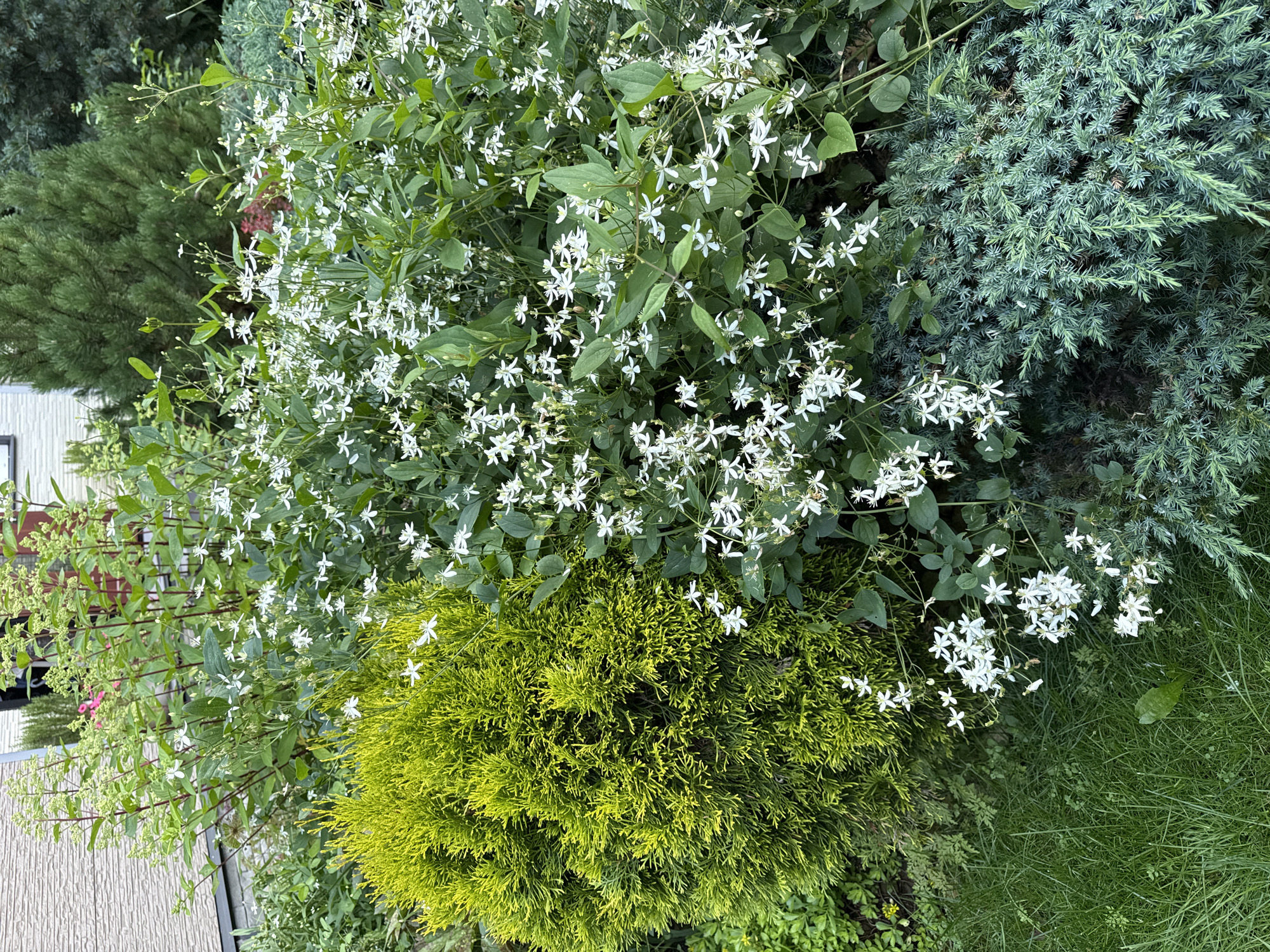 The image captures a vibrant garden scene in Залесье Снт, Russia. In the foreground, a lush green lawn occupies the lower left quadrant. Adjacent to the lawn, on the left side of the frame, is a dense, round, chartreuse-colored conifer bush. To the right of this conifer, a profusion of white, star-shaped flowers on slender green stems dominates the central and right portions of the image. These flowers are interspersed with dark green foliage. In the bottom right corner, a sprawling blue-green juniper bush adds a contrasting texture and color. Behind the flowering plants, a tall evergreen tree with dark green needles stands in the background, partially obscuring another similar tree. To the left and behind the flowering plants, a house with light-colored horizontal siding is visible. The overall impression is one of a well-maintained, diverse garden on a bright day. There are no people or animals visible in the image.