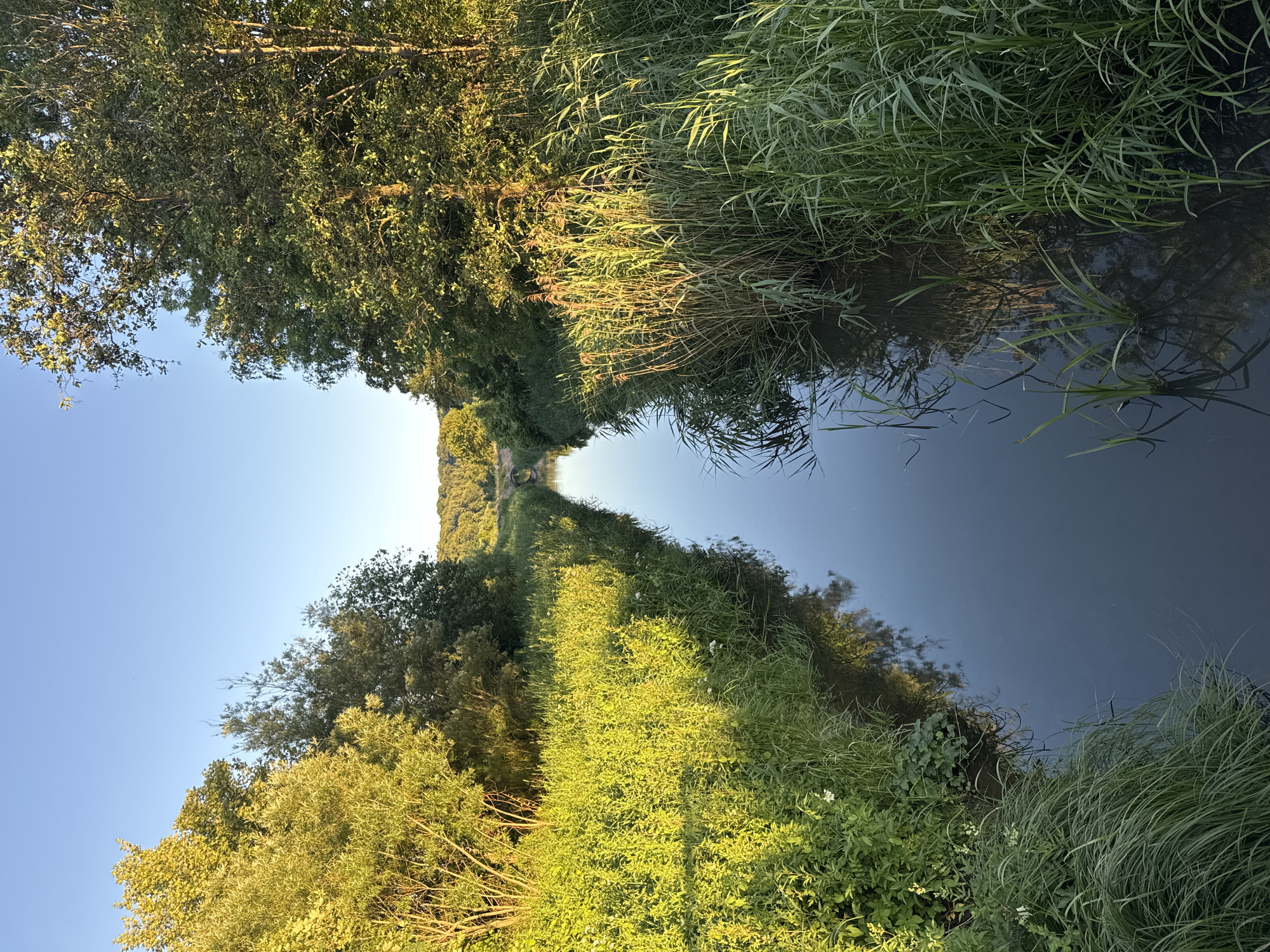A narrow, calm canal flows through a lush green landscape under a clear blue sky. The banks of the canal are densely covered with tall grasses and various plants, some of which are illuminated by the warm glow of what appears to be late afternoon or early morning sun. On the left bank, the vegetation is particularly vibrant and tall, with scattered white wildflowers. The right bank features a mix of tall grasses and reeds, with some dry, straw-colored stalks interspersed among the green. The water reflects the surrounding foliage and the sky, creating a dark, glassy surface. In the distance, the canal disappears around a gentle bend, with trees and hills visible on the horizon. A small, arched bridge or structure can be seen in the far distance, partially obscured by trees. The overall impression is one of a serene, natural setting, likely a park or a rural area on the outskirts of Vejle, Denmark. There are no people or animals visible in the image.
