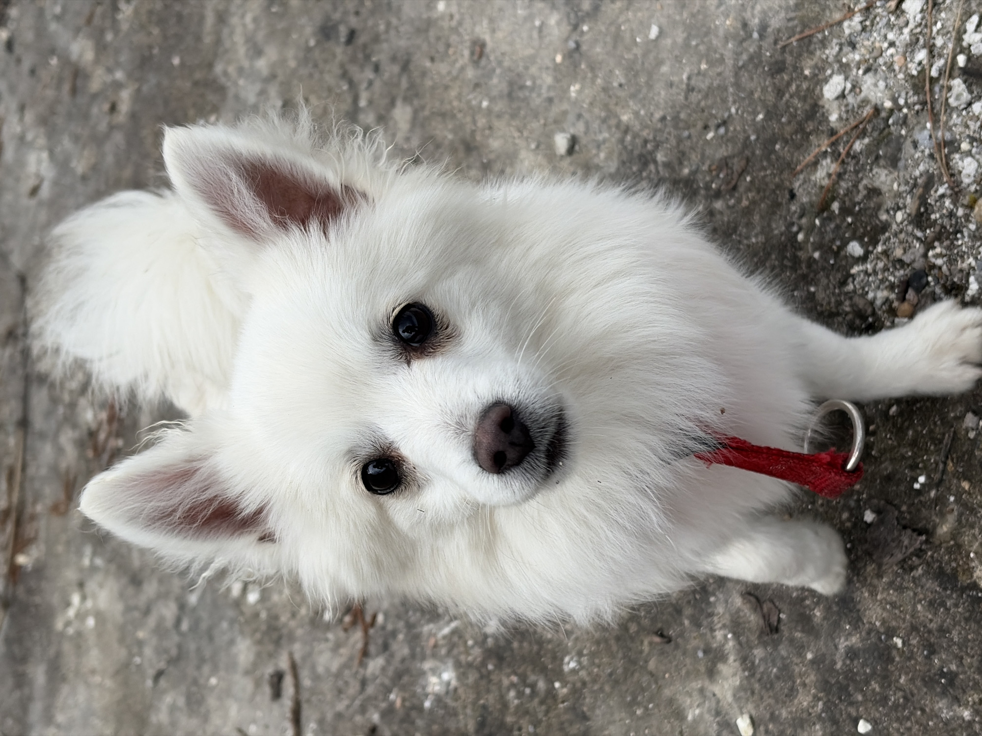A white, small breed dog with fluffy fur is lying on a concrete surface. The dog has dark eyes and a black nose. It wears a red collar with a metal ring. The background is a gray concrete surface with some debris.
The location of Shumen, Bulgaria is not evident in the image.