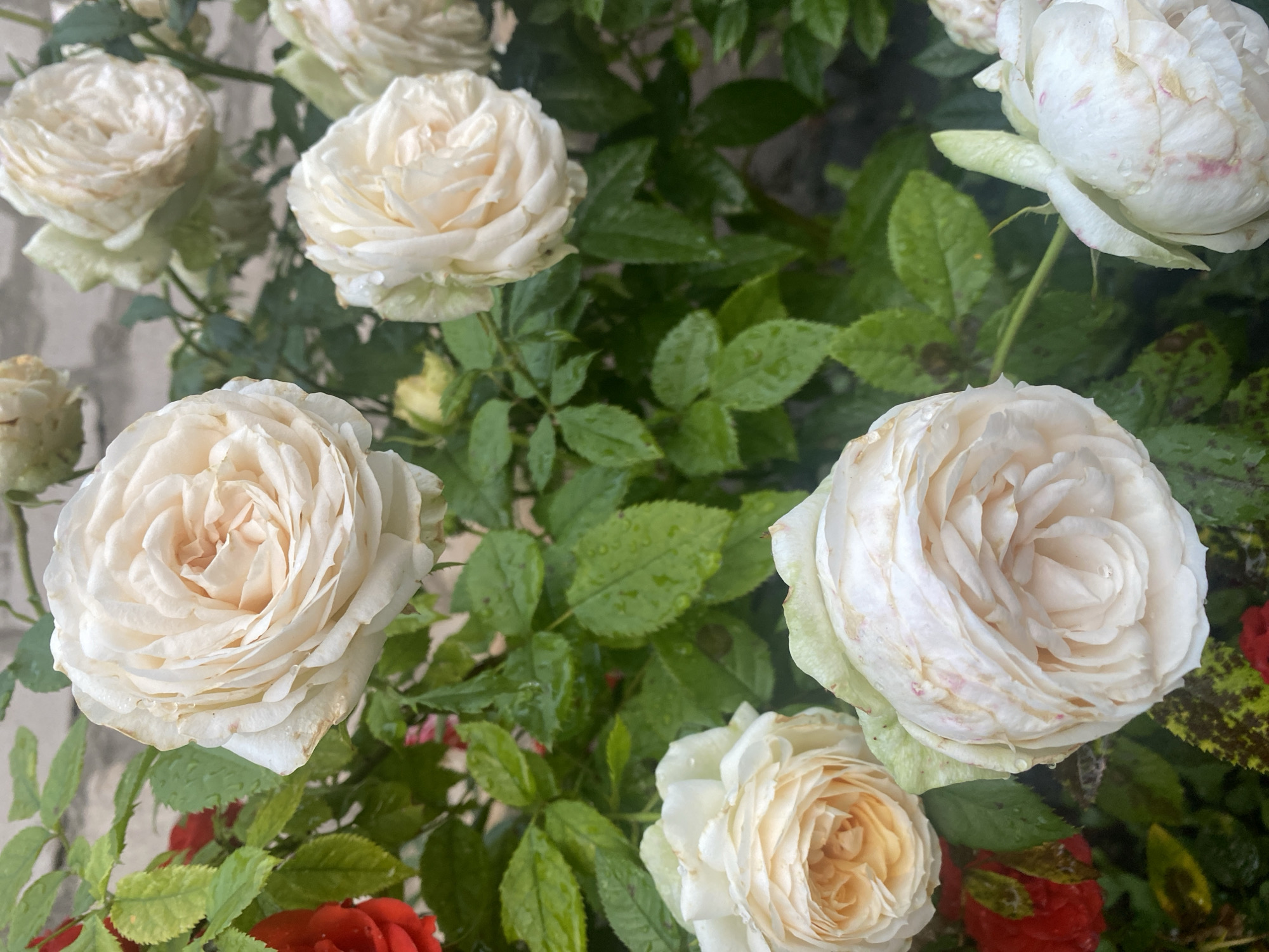 A cluster of creamy white roses with pink tinges is in full bloom, interspersed with deep green, wet leaves. Some of the rose petals show signs of browning at the edges. A few red roses are visible in the background. The scene suggests a garden setting after a rain shower. The image is a close-up shot, with the roses dominating the frame. No people or specific city landmarks are identifiable.
