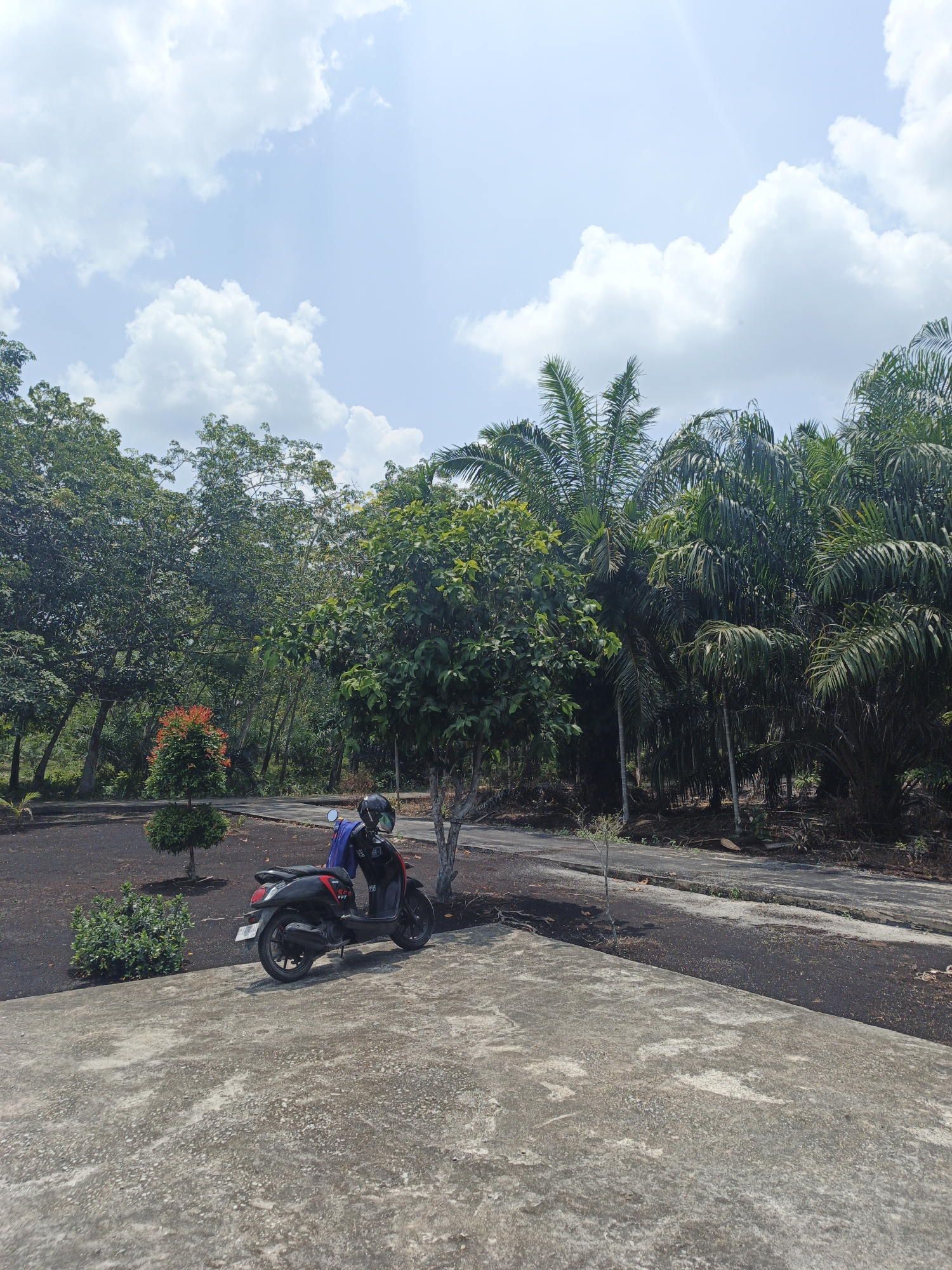 The image captures an outdoor scene with a black scooter parked on a concrete area in front of a lush, green landscape. The scooter, which appears to be a modern model, has a helmet resting on its seat and a blue bag also placed there. To the left of the scooter, there's a small, neatly trimmed tree with red-tinged foliage, and beyond that, a larger tree. In the background, a dense line of palm trees dominates the scene, their fronds extending towards the sky. The ground in front of the trees is covered in dark, possibly volcanic ash or dark soil, with some scattered dry leaves. A paved road runs behind the parked scooter, disappearing into the foliage. The sky above is a vibrant blue, punctuated by fluffy white clouds, suggesting a clear and sunny day. The scene appears to be located in Resam Lapis, Indonesia, a region known for its tropical vegetation.