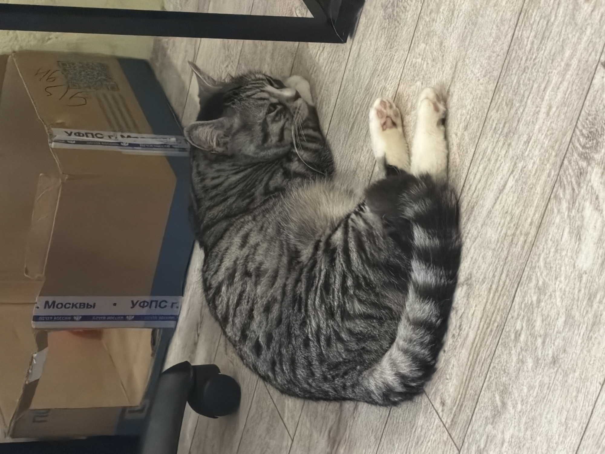 A grey tabby cat with white paws is curled up and sleeping on a light-colored wooden floor. The cat is positioned in the foreground, with its body taking up a significant portion of the frame. Behind the cat, a large cardboard box is visible, partially open. The box appears to have labels and some handwritten markings on it, including a QR code. Part of a black office chair with wheels is also visible to the left of the cat. The environment suggests an indoor setting, possibly an office or storage area.
The image was taken in a residential building in Petropavlovsk-Kamchatsky, Russia. The specific location is an apartment on a second floor, with the window facing west.
