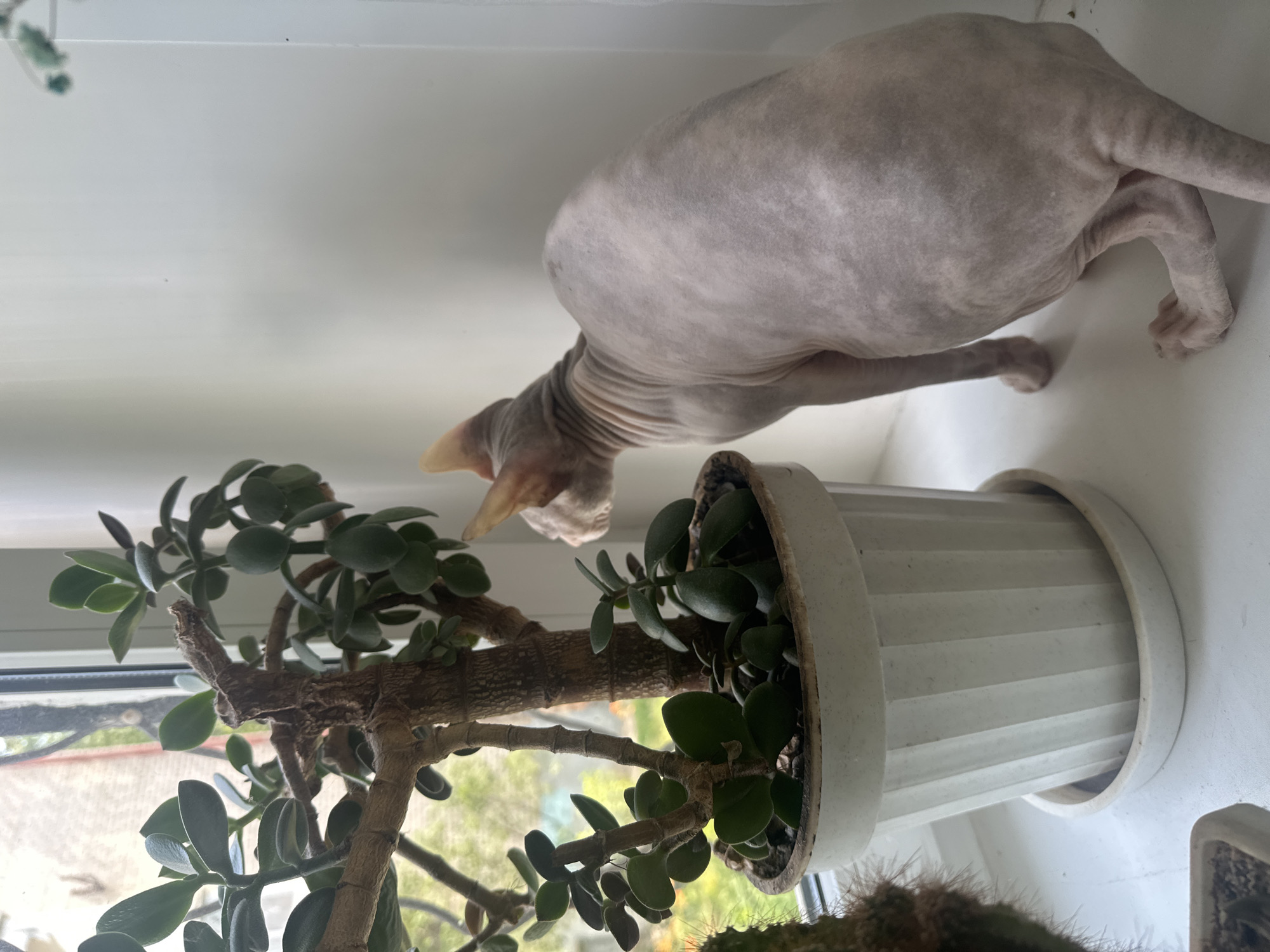 A hairless cat, likely a Sphynx breed, is positioned on a windowsill in what appears to be an indoor setting. The cat is facing away from the camera, towards a potted jade plant situated to its left. The plant has thick, woody stems and oval, green leaves. The windowsill is white and appears to be made of plastic or painted wood. To the left of the jade plant, a portion of a cactus can be seen. The background is dominated by a white wall and a window with a blurred view of trees and possibly buildings outside. The lighting suggests it is daytime, with natural light entering through the window. The image does not provide any information that would allow for its localization to Togliatti, Russia, or any other specific city.
