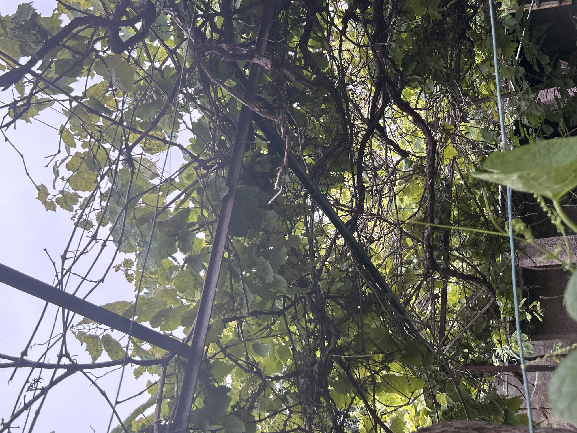 This image shows an upward view of a vine canopy, supported by a metal structure. The location is Câmara de Lobos, Portugal. Leaves, vines, and branches intertwine with a metal frame. There are grapes, a wire, and some vegetation. The sky is visible in the background.