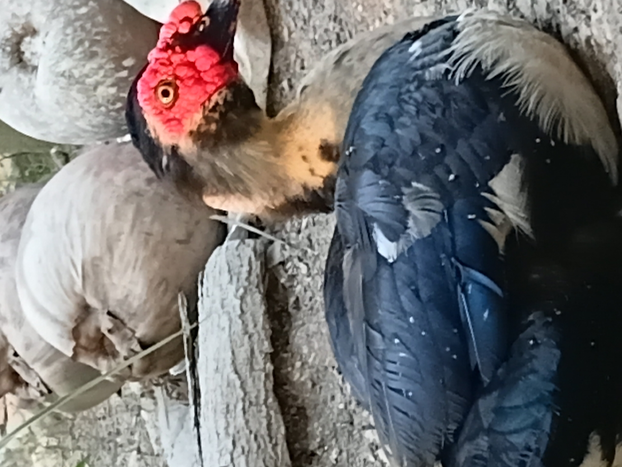 A Muscovy duck with a bright red, carunculated face is perched on the ground. Its black and white plumage is visible, and its eye is yellow with a black pupil. In the background, several large, round, light brown objects, possibly coconuts or large gourds, are present. The ground is composed of dirt and small stones, with a rough, greyish log or rock in the mid-ground. The overall setting appears to be outdoors in a rustic environment. No specific location within Margo Rukun, Indonesia is discernible from the image.