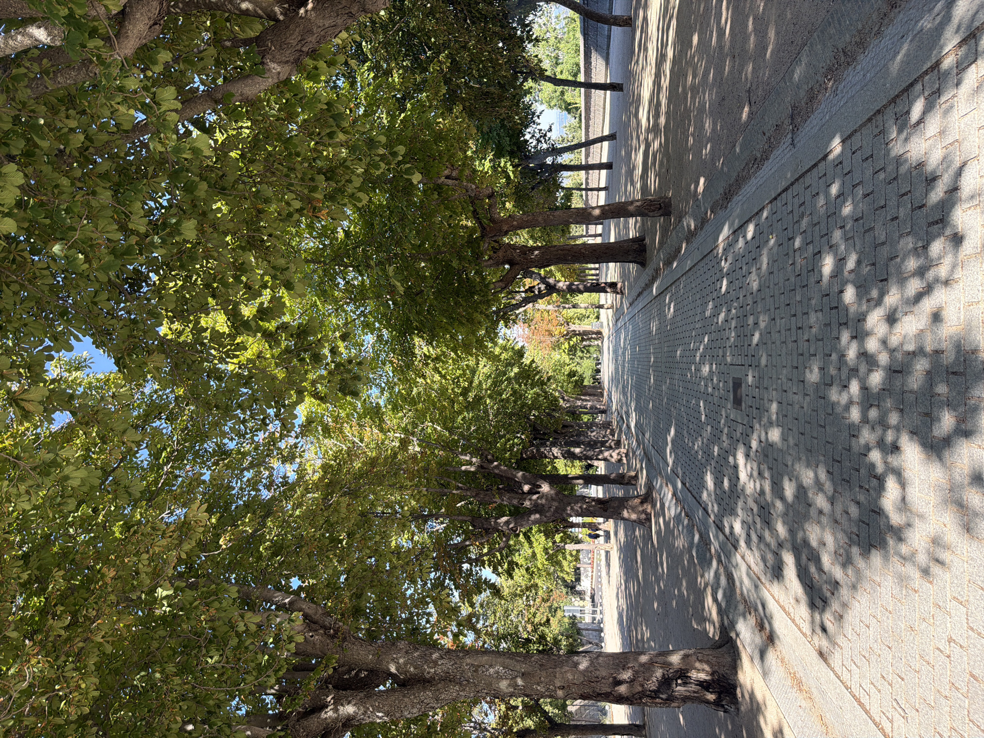The image depicts a tree-lined promenade with a cobblestone path in San Lorenzo de El Escorial, Spain. The path recedes into the distance, bordered by sandy ground on the right and a continuation of sandy ground on the left. Numerous trees with dense green foliage form an archway over the path, casting dappled shadows on the ground. The trees have thick, textured trunks. In the background, a low stone wall runs horizontally, topped with greenery. A few people are visible in the distance walking on the path. The sky is bright blue with a few hints of clouds. The scene suggests a sunny day in a park or garden area.