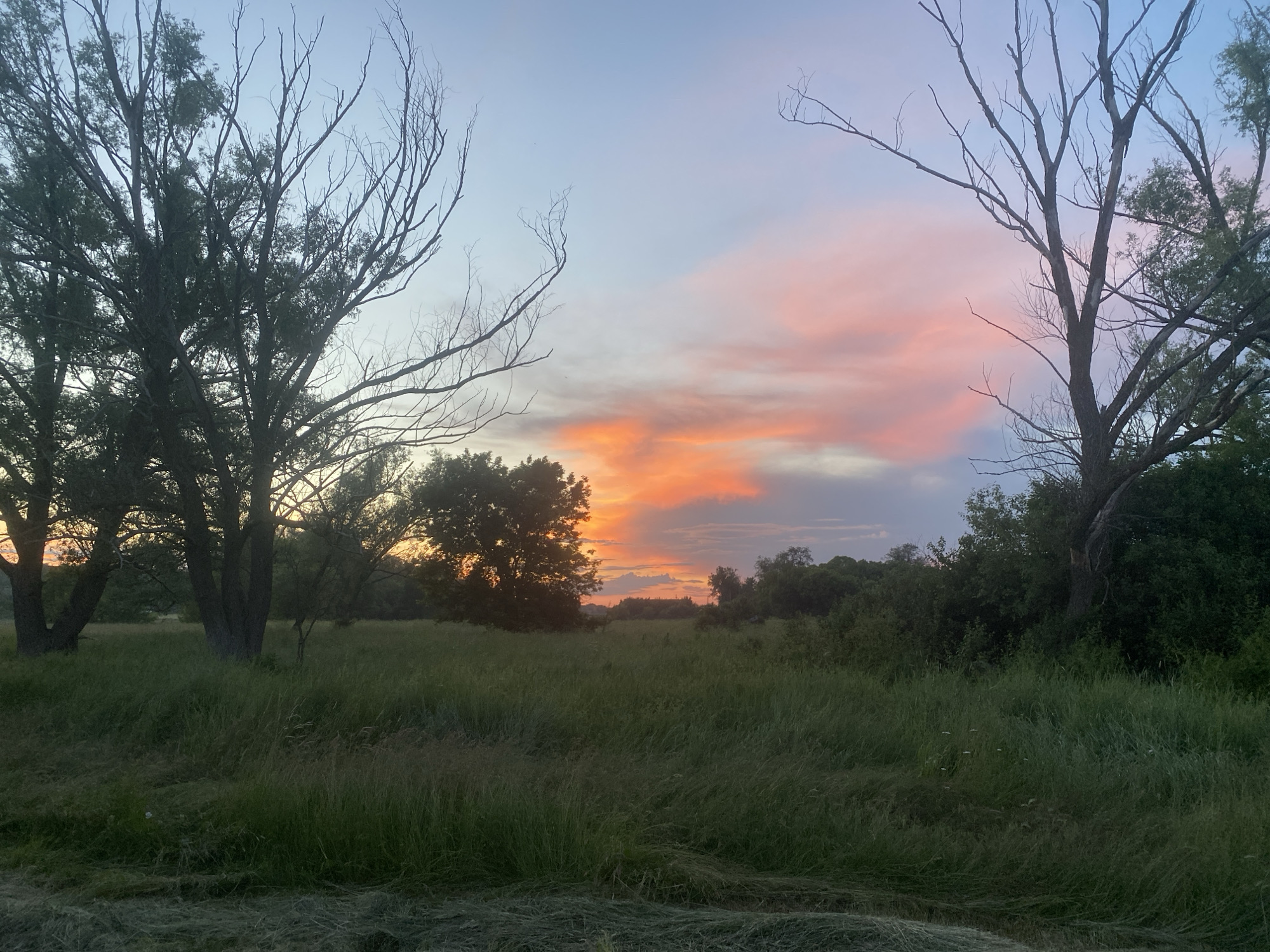 This is a landscape photograph taken in the city of Ustyvytsia, Ukraine, depicting a field of tall green grass with several trees silhouetted against a colorful sunset sky. The sky is a gradient of light blue, pink, and orange, with clouds catching the warm hues of the setting sun. Two large trees with bare branches frame the left and right sides of the image, their dark silhouettes contrasting with the bright sky. In the distance, a line of trees forms a dark horizon. The foreground is dominated by the tall grass, with some cut hay visible at the very bottom of the frame. The overall impression is one of a peaceful rural setting at dusk.