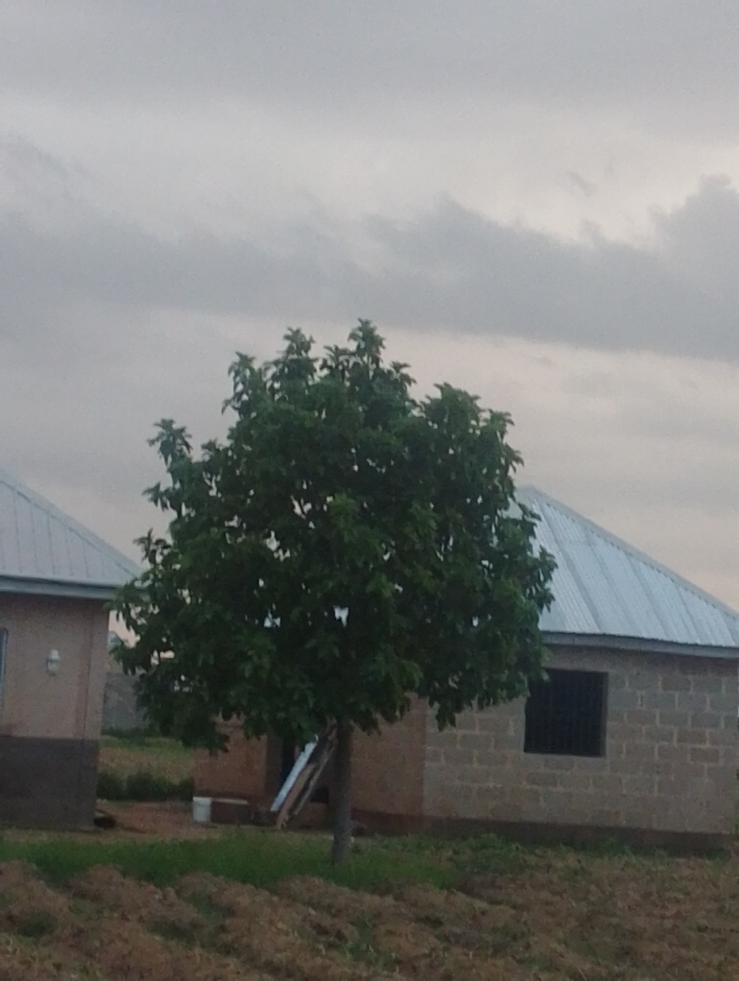 The image depicts an outdoor scene in an undeveloped area. In the foreground, there is uneven ground with patches of dirt and some dry vegetation, suggesting a rural or partially constructed environment. A large, leafy green tree stands prominently in the middle of the frame. Behind the tree, there are two buildings. The building on the left has a light-colored, possibly stuccoed wall with a darker lower section and a light-colored, sloped roof. The building on the right is constructed of light-colored cinder blocks and also features a sloped, metallic-looking roof. This building has a dark, empty rectangular opening that appears to be a window. The sky above is overcast with gray clouds. The overall impression is one of a modest, possibly developing, settlement under a cloudy sky. There are no people or animals visible in the image.