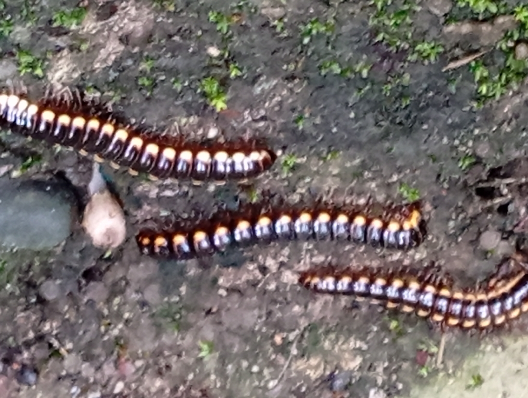 The image shows three millipedes on the ground in Carmen, Philippines. The millipedes are black and orange with many legs. They are on a dirt and leaf-covered surface with some small green plants. The lighting suggests it is daytime.