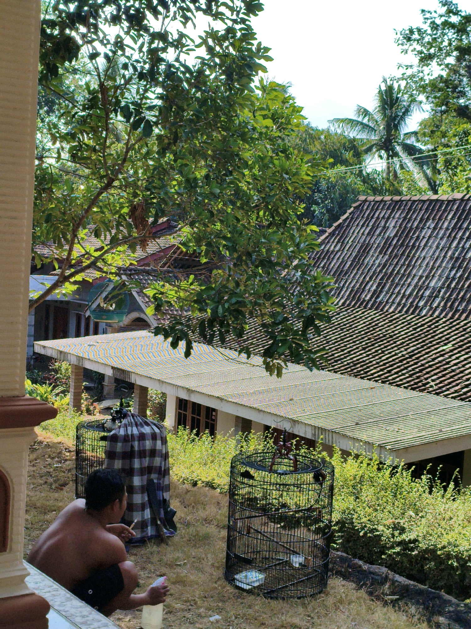 The image depicts an outdoor scene with a man squatting in the foreground, facing away from the camera and looking towards two bird cages. The man is shirtless, wearing dark shorts, and appears to be smoking a cigarette while holding a plastic bottle. One bird cage is partially covered with a plaid cloth, and the other is uncovered, showing birds inside. Behind the cages, there is a building with a tiled roof and a covered porch. Lush green vegetation, including trees and bushes, surrounds the building. The ground is covered with dry grass. The overall setting suggests a residential area in a tropical environment, potentially in Segiri, Indonesia, given the architectural style and vegetation. The lighting indicates it is daytime.