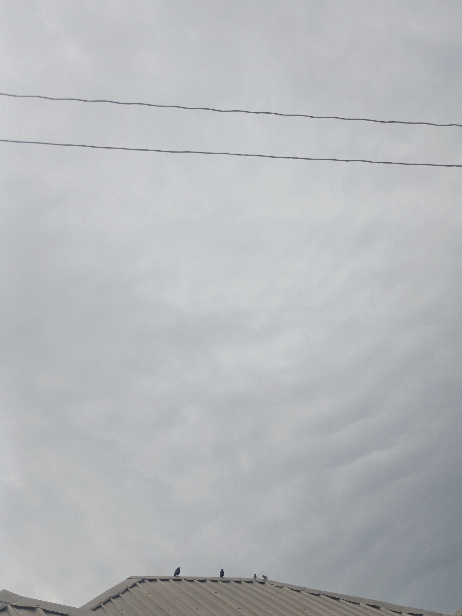 A cloudy, overcast sky dominates the frame of this photograph. Two dark power lines stretch horizontally across the upper portion of the image. The lower third of the image features the sloped, metallic roof of a building, likely a house or other structure. Perched on the peak of this roof are four small, dark birds. They appear to be standing still, facing in various directions. The overall scene is muted in color due to the overcast conditions. This image was taken in Rafin Bauna, Nigeria.