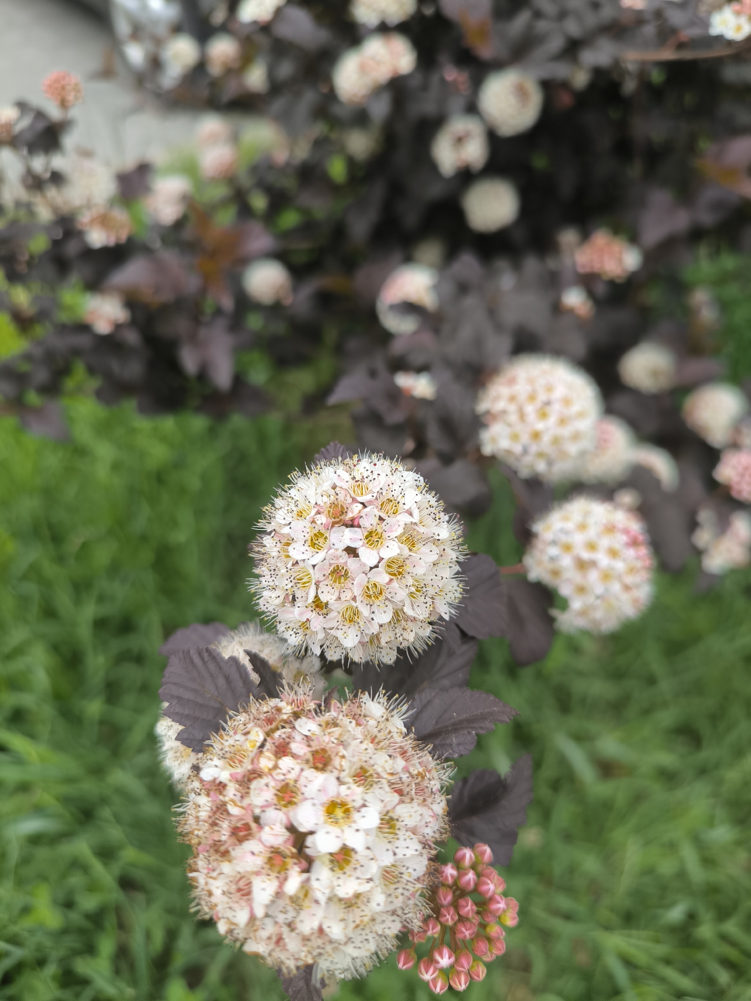 In an outdoor setting, likely in Laskino, Russia, a close-up view focuses on a flowering plant with dark, purplish-brown leaves and spherical clusters of small, white and pinkish flowers. Two prominent flower clusters are in the foreground, with one slightly out of focus. The lower right of the frame shows a cluster of tightly packed, pink flower buds. The background consists of lush green grass and other out-of-focus foliage and flowers, suggesting a garden or park environment.