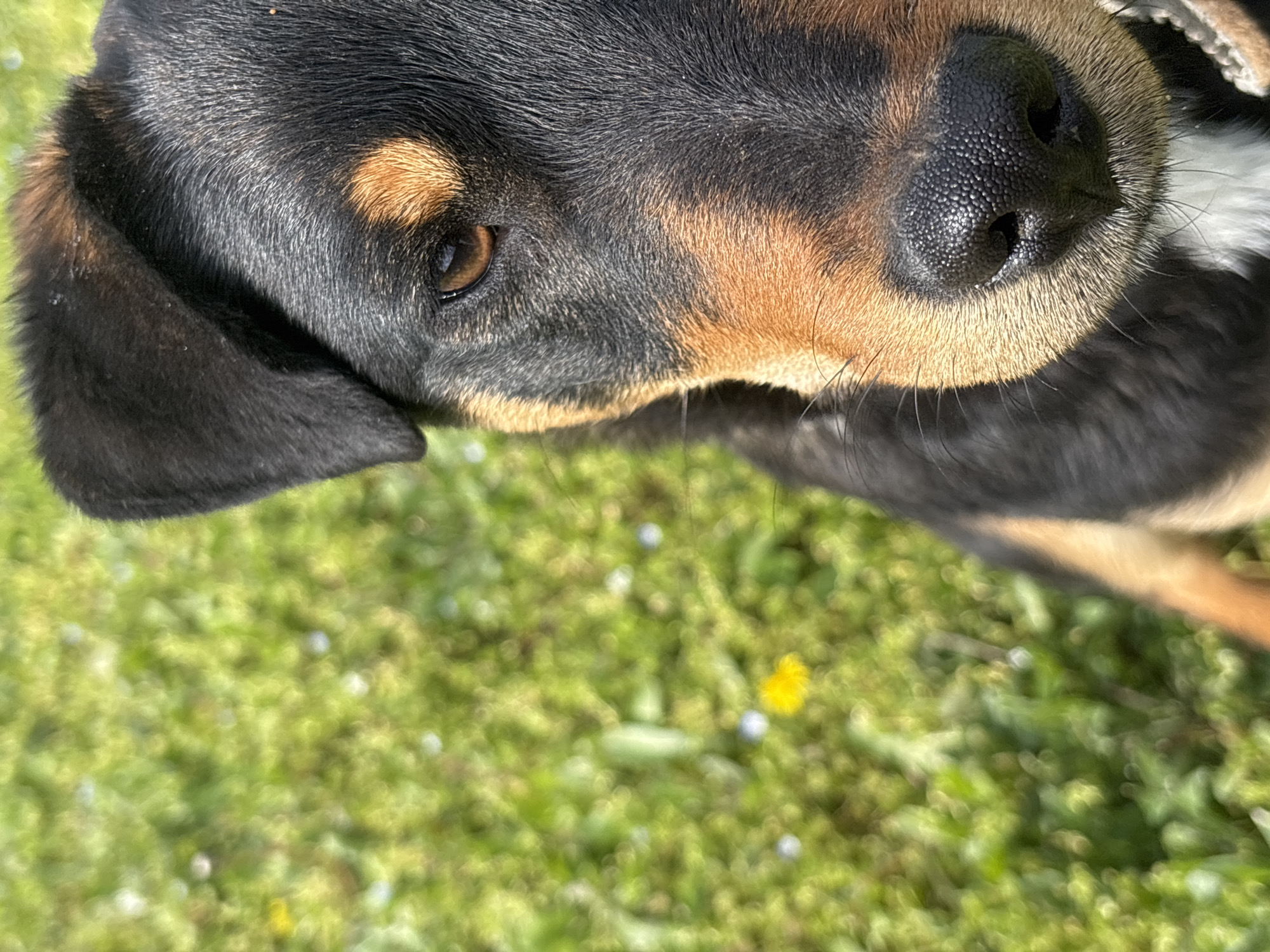 The image shows the head of a black and tan dog, likely a Rottweiler mix, viewed from above. The dog has a black nose, brown eyes, and black fur with tan markings on its face and neck. The background is blurred and appears to be green grass with small white and yellow flowers, suggesting an outdoor setting. There are no people visible in the image. The location of Lehchevo, Bulgaria, is not explicitly evident from the image content.