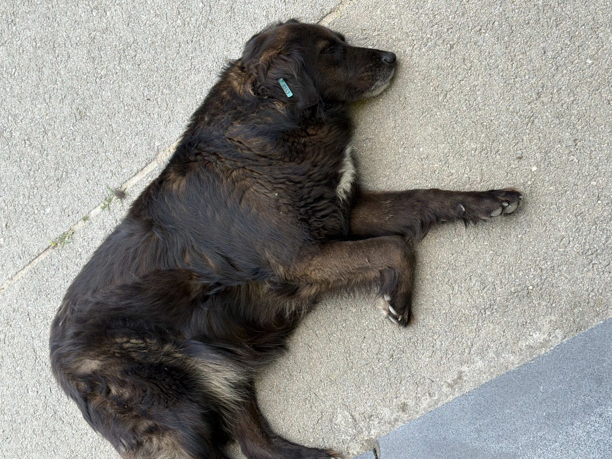 A dark-colored, long-haired dog is lying on its side on a grey concrete surface. The dog appears to be sleeping or resting. It has a light-colored tag with the number "B553" attached to its left ear. The concrete surface is cracked in places, and there are some small weeds growing through the cracks. The scene is likely outdoors, possibly in a public area of Chervena Voda, Bulgaria.
