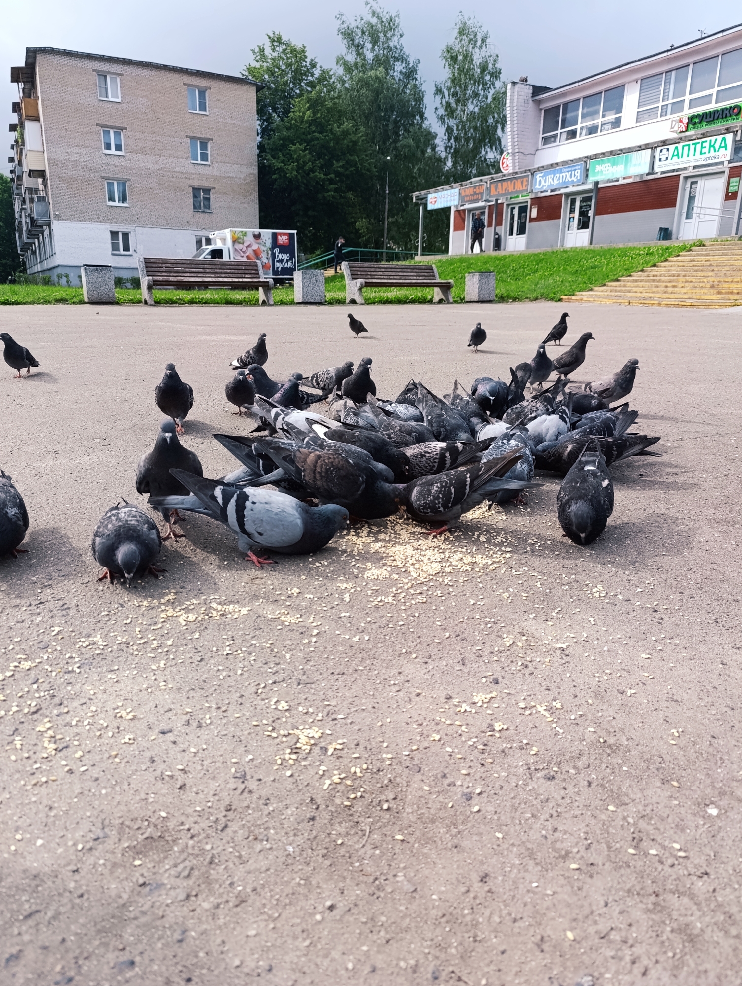 In an outdoor urban setting, a flock of pigeons is gathered on a paved surface, pecking at scattered birdseed. The pigeons are predominantly gray and black with some iridescent plumage visible. In the background, a multi-story brick building with numerous windows stands to the left, and a commercial building with a storefront and signage is visible to the right, with yellow stairs leading up to its entrance. Trees line the area behind the buildings, and the sky is overcast. Benches and trash receptacles are present on the paved area in front of the buildings.