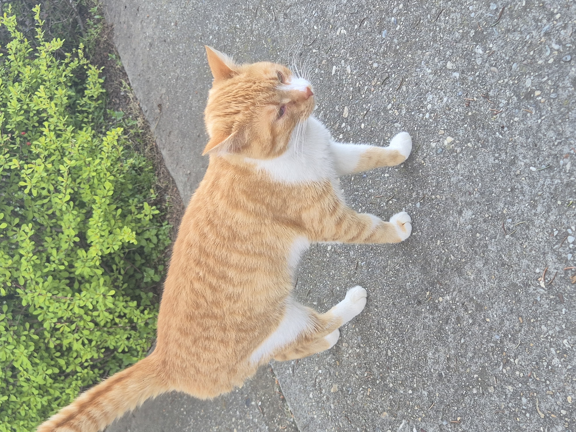 A high-angle, slightly skewed photograph captures an orange and white cat on a concrete surface, likely a sidewalk or pavement. The cat is facing away from the camera and slightly angled towards the right edge of the frame. The cat's head is turned to the right, with its white chest and paws visible. To the left of the cat is a patch of green shrubbery. The concrete surface appears to be somewhat worn and contains small pebbles or debris. The overall lighting suggests an outdoor setting during daylight. The location is inferred to be Pavlikeni, Bulgaria based on the prompt. No people are visible.