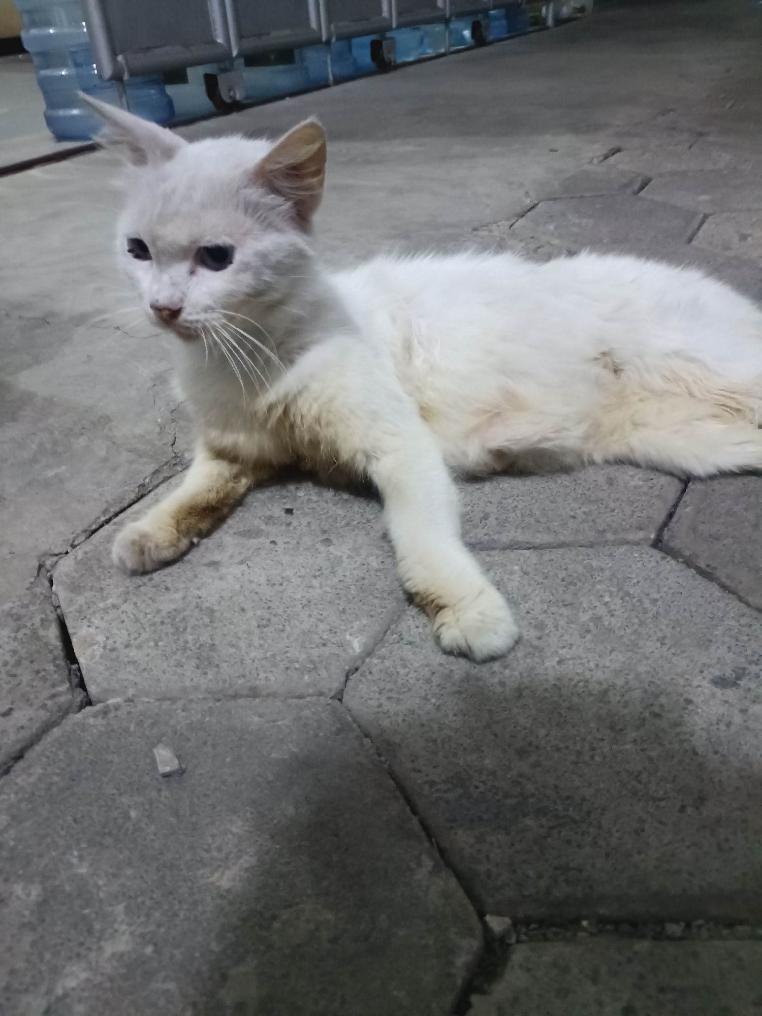 A fluffy white cat with blue eyes is lying on a paved surface. The cat is looking to the left of the frame with its ears perked. In the background, there are several large blue water bottles and a metal structure. The scene appears to be outdoors, possibly in an alleyway or an open area. The paving stones are irregular in shape and color, with some dark areas indicating dirt or shadows. The lighting suggests it might be evening or night. The location is identified as Yogyakarta, Indonesia.