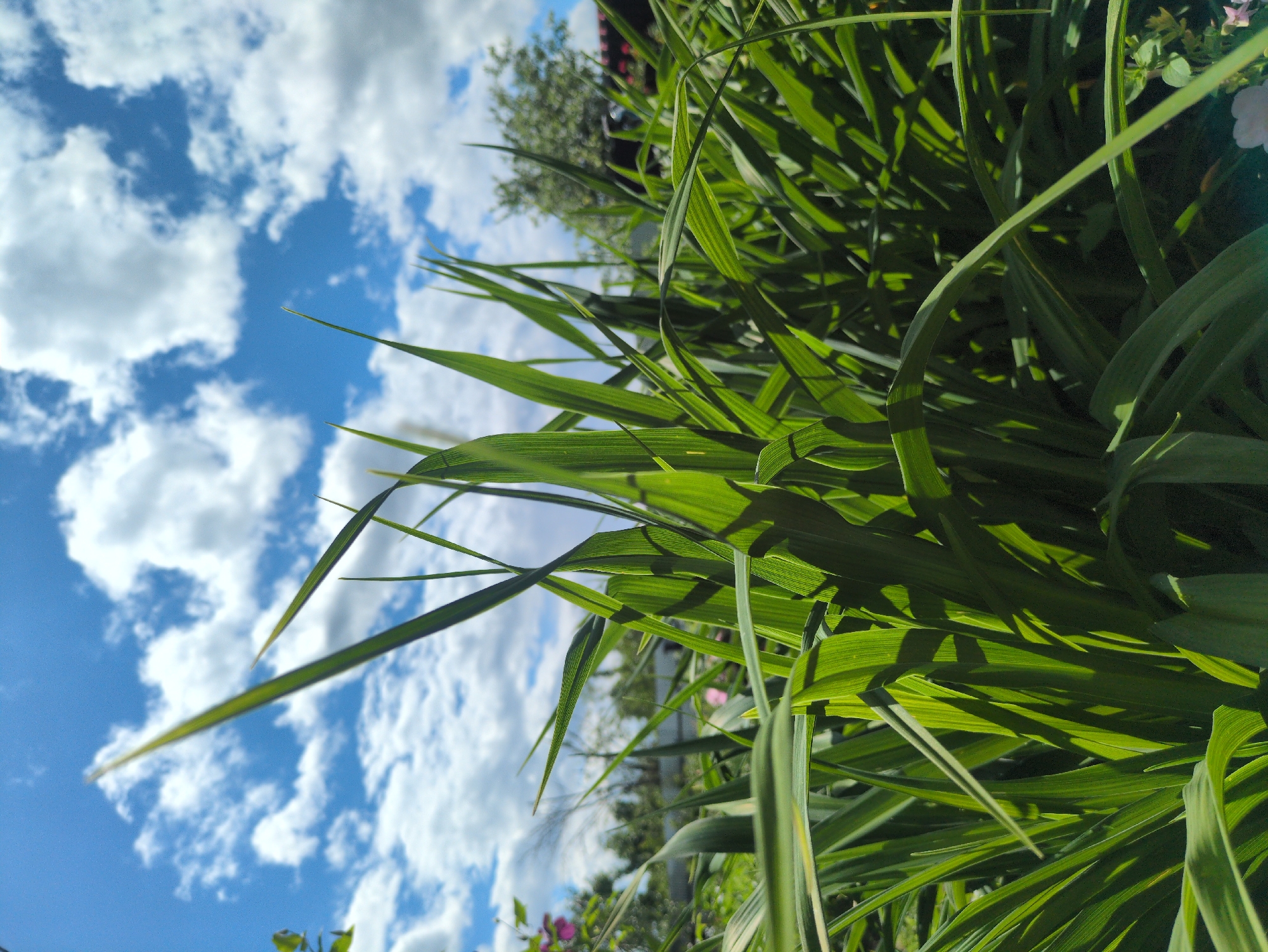 The image depicts a close-up view of lush green grass blades against a bright blue sky dotted with white, puffy clouds. The foreground is dominated by the sharp, pointed leaves of the grass, some of which are illuminated by sunlight, creating areas of bright green and deep shadow. In the background, out of focus, are hints of trees and what appears to be a fence or building, suggesting an outdoor setting, possibly a garden or park. The overall impression is one of a clear, sunny day. This scene is located in Kulebaki, Russia, as indicated. There are no people, animals, or specific actions taking place.