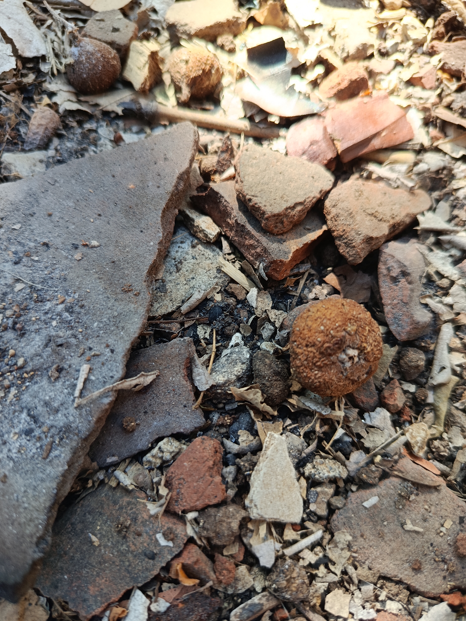 The image depicts a close-up, top-down view of debris on the ground, likely in an outdoor setting in Karangmojo, Indonesia. The scene is dominated by fragmented pieces of broken pottery, bricks, and other construction materials, all intermixed with dry leaves, twigs, and small stones. The colors are predominantly earthy tones of brown, gray, and reddish-orange. In the center of the frame, there are two roughly spherical, brown objects with textured surfaces, resembling dried fruit or seed pods. One of these objects is particularly prominent and in focus, positioned to the right of a large, flat shard of gray material. The lighting suggests it is daytime, with some areas brightly illuminated by sunlight, casting subtle shadows. There are no people or animals visible in the image. The overall impression is one of decay and disarray, consistent with an abandoned or neglected area.