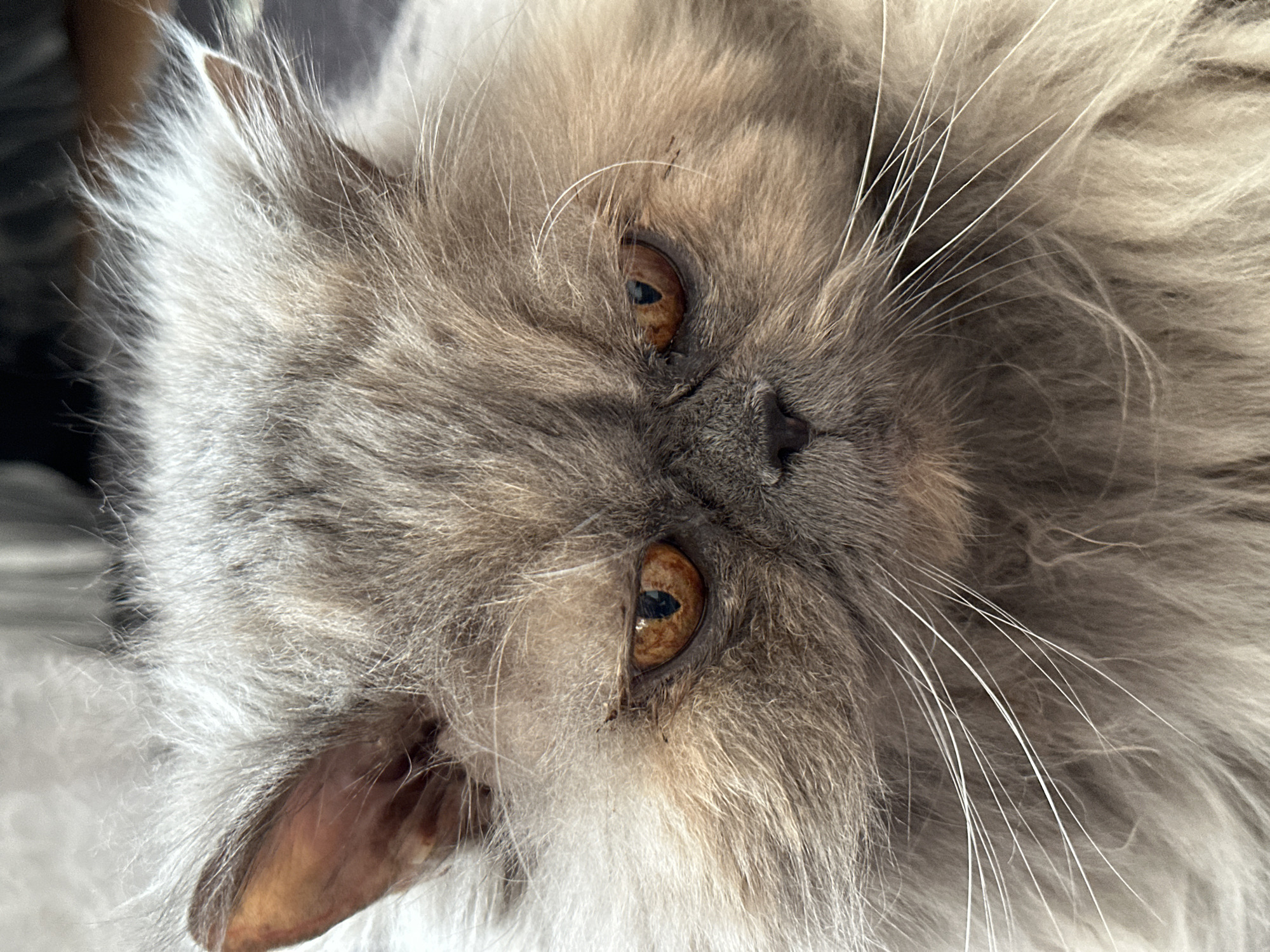 The image depicts a close-up of a fluffy, gray and white cat. The cat's face is the primary focus, featuring amber-colored eyes, a small nose, and long white whiskers. The fur around the face is dense and slightly disheveled. The cat appears to be lying down, possibly on a light-colored surface. No information related to the city of Chaikovsky, Russia is available in the image.