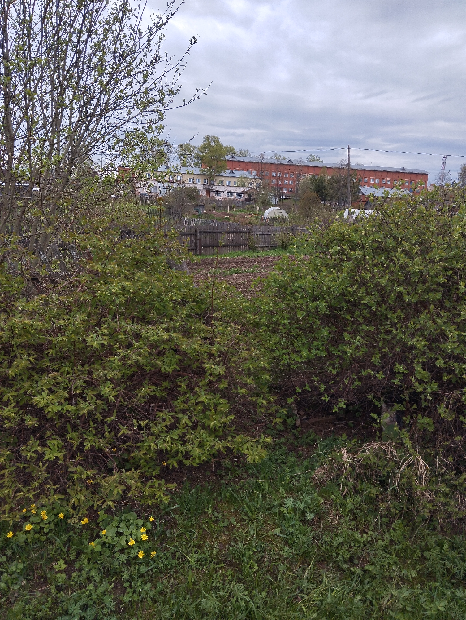 The scene is a rural or semi-rural landscape, likely in the vicinity of Krasnogorskoye, Russia. The foreground is dominated by dense foliage, with bushes and grassy areas interspersed with yellow wildflowers. A leafless tree stands to the left. In the middle ground, a wooden fence encloses a cultivated garden or agricultural plot. Beyond the fence, several buildings are visible, including a large red brick building and smaller residential structures. The sky is overcast with grey clouds. There are no people visible in the image.