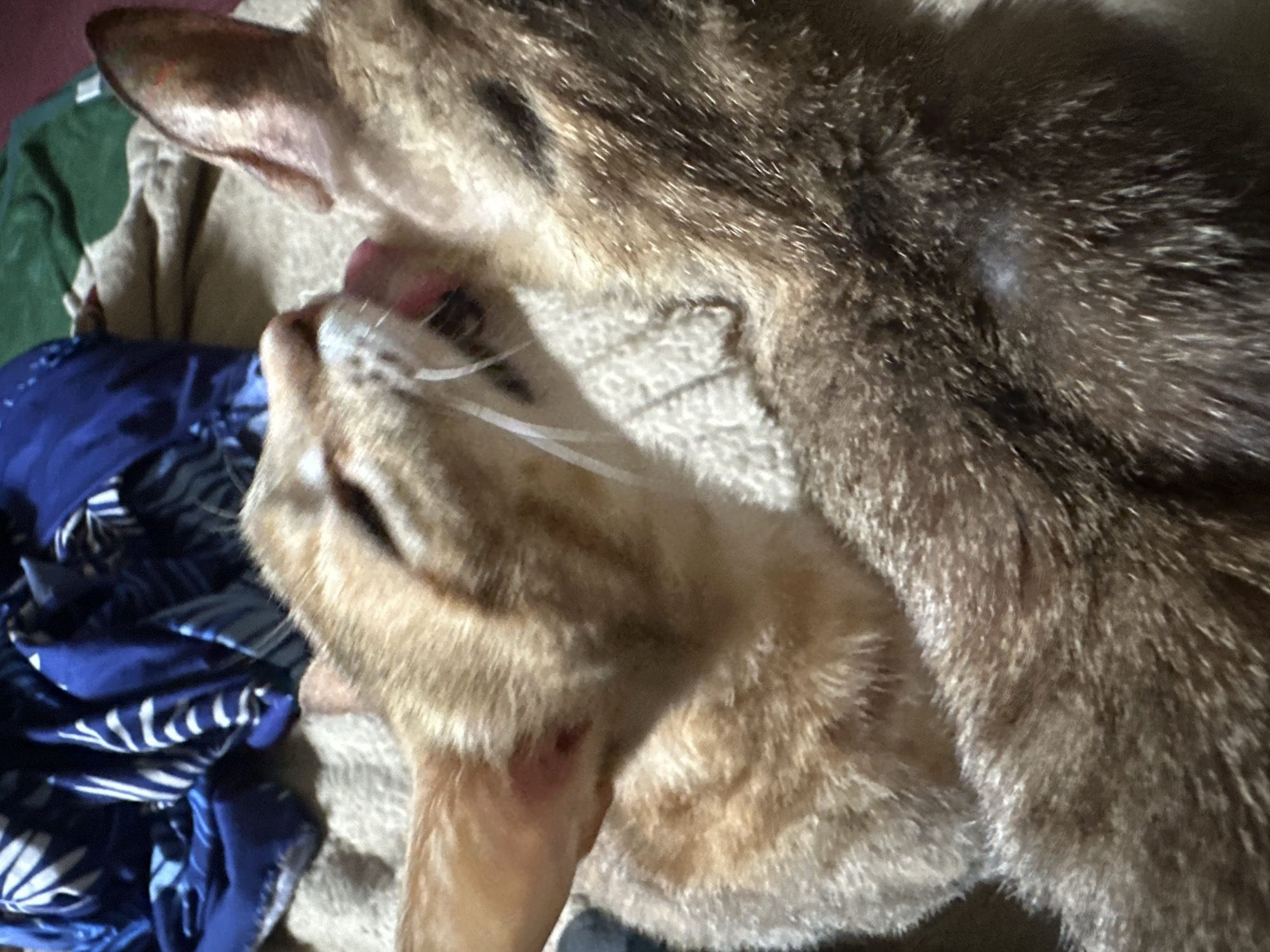 Two cats are grooming each other on a beige, textured surface. The cat on the left, with orange tabby markings, is licking the ear of the cat on the right, which has darker brown and grey tabby markings. A blue fabric with white patterns and a green fabric are visible in the background. The image captures an intimate moment between the two animals. There is no indication of the location being in Jos, Nigeria.