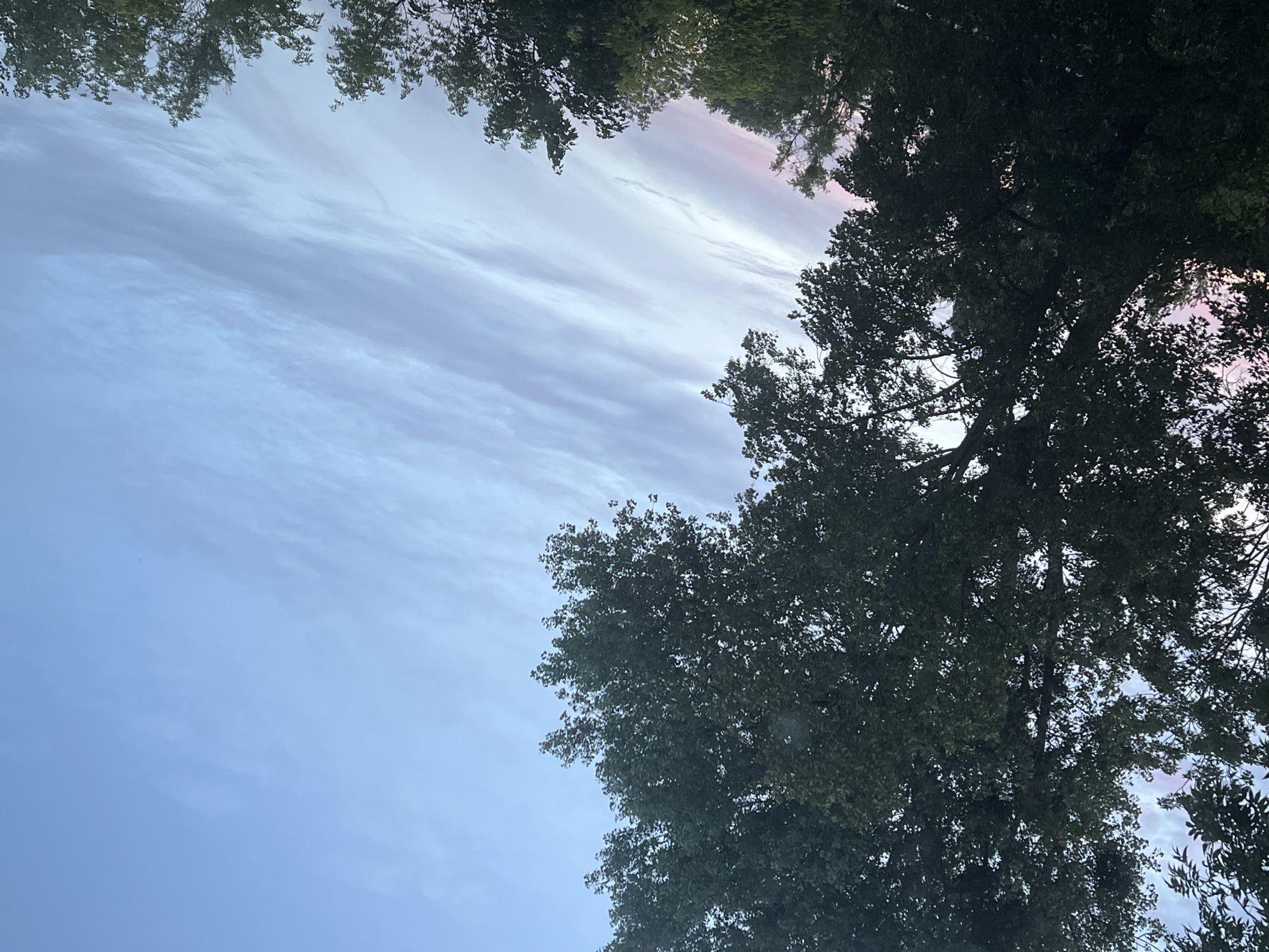 The image shows a view of the sky through the tops of trees. The sky is a gradient of blue, with streaks of light pink and purple visible near the horizon. Wispy clouds are scattered across the sky. The trees are lush and green, with their branches reaching towards the sky. The image appears to have been taken during either sunrise or sunset. No specific landmarks or indications of location in Warsaw, Poland, are visible in the image.