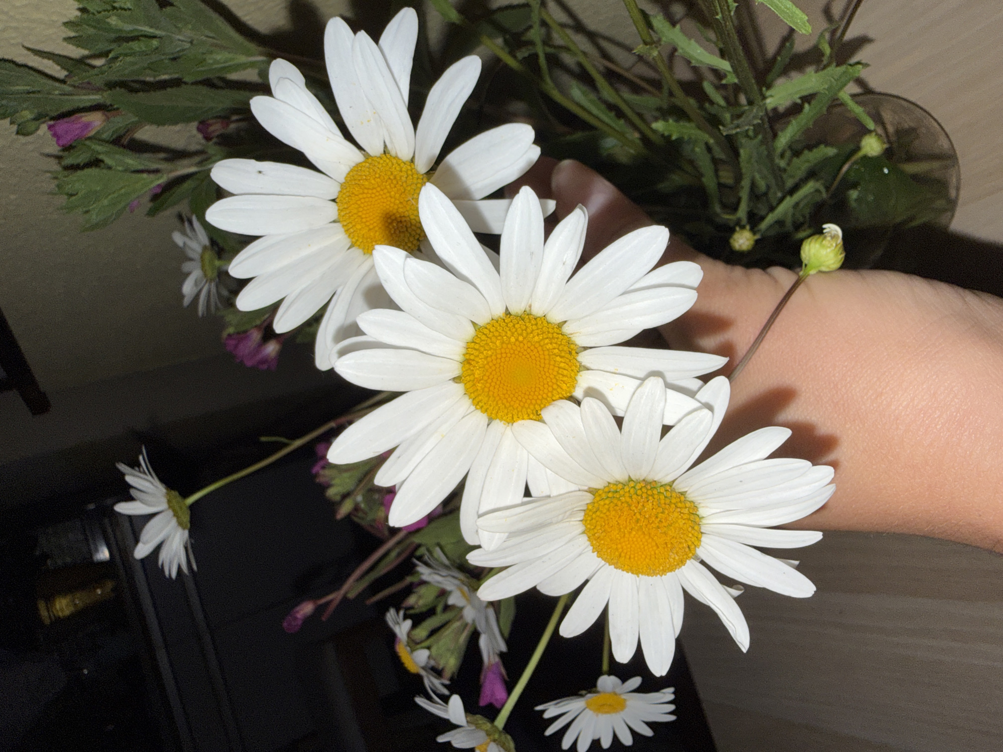 A close-up, eye-level shot captures a bouquet of white daisies with yellow centers being held by a person's hand. The hand is skin-toned and positioned in the lower right quadrant of the frame, its fingers gently supporting the stems of the flowers. Several daisies are in full bloom, their white petals fanning out around the vibrant yellow centers. In the background, additional daisies, some in bloom and others as buds, are visible, along with green foliage and hints of pink flowers. The backdrop is dark and indistinct, suggesting an indoor setting. The scene appears to be indoors, possibly in a dimly lit room, with no identifiable landmarks to suggest a specific location in Saint Petersburg, Russia.