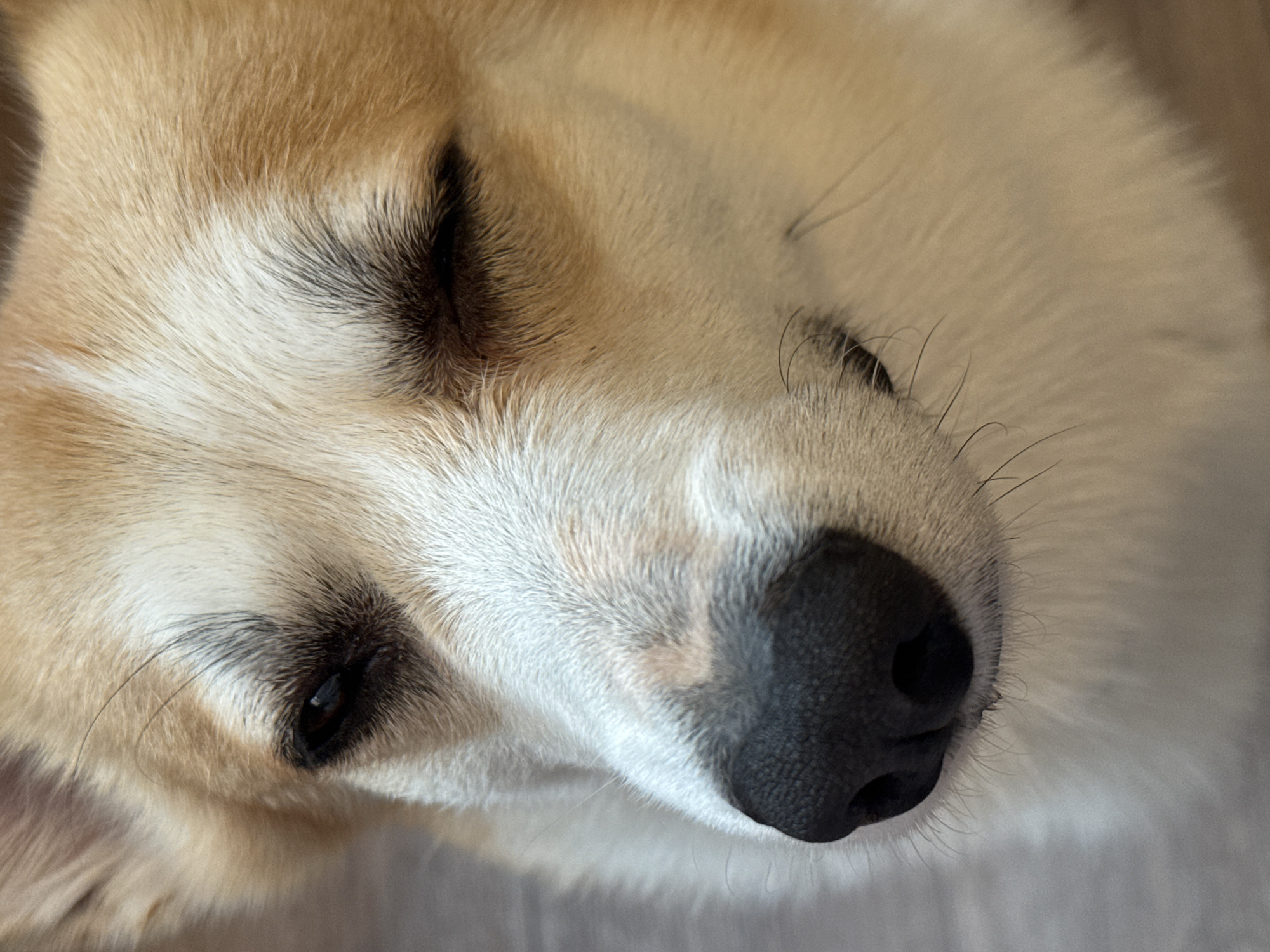 A close-up, eye-level, full-frame photograph captures the face of a Corgi dog with its eyes partially closed. The dog's fur is a mix of light cream and tan. Its nose is black and wet. The background appears to be a light-colored wooden floor. No specific location in the city of Perm, Russia, can be identified.