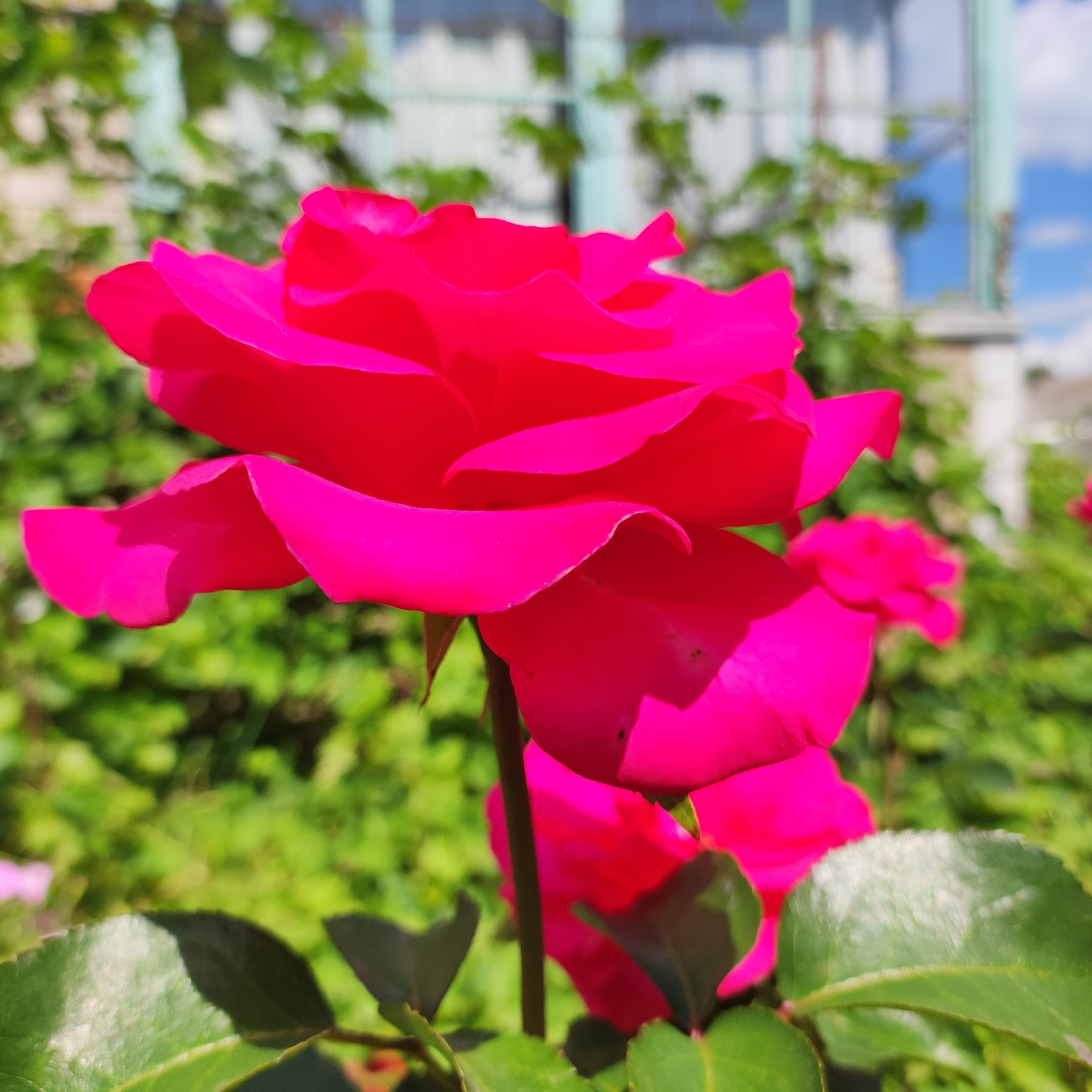 This is a close-up photograph of a vibrant pink rose in bloom, set against a blurred background of lush green foliage and a building with windows. The rose is the primary subject, with its velvety petals unfurling in the sunlight, showcasing delicate curves and folds. A second, less defined pink rose is visible in the background to the right. The leaves of the rose bush are a deep green, some in sharp focus in the foreground, while others are blurred, creating a sense of depth.
The scene appears to be outdoors, likely in a garden or park, given the presence of blooming flowers and dense greenery. The building in the background, with its light-colored walls and large windows, suggests an urban or suburban setting, possibly in Navoloki, Russia, as indicated by the location context. The lighting suggests it is daytime, with bright sunlight casting subtle shadows on the rose petals, highlighting their texture and form. The sky, visible through the building's windows and in a small patch of blue at the top right, appears clear and bright, indicating fair weather.
The image focuses on the natural beauty of the rose, evoking a sense of tranquility and appreciation for nature. There are no people or discernible text visible in the photograph. The composition, with the rose dominating the frame and the soft focus of the background, draws the viewer's attention to the intricate details of the flower.