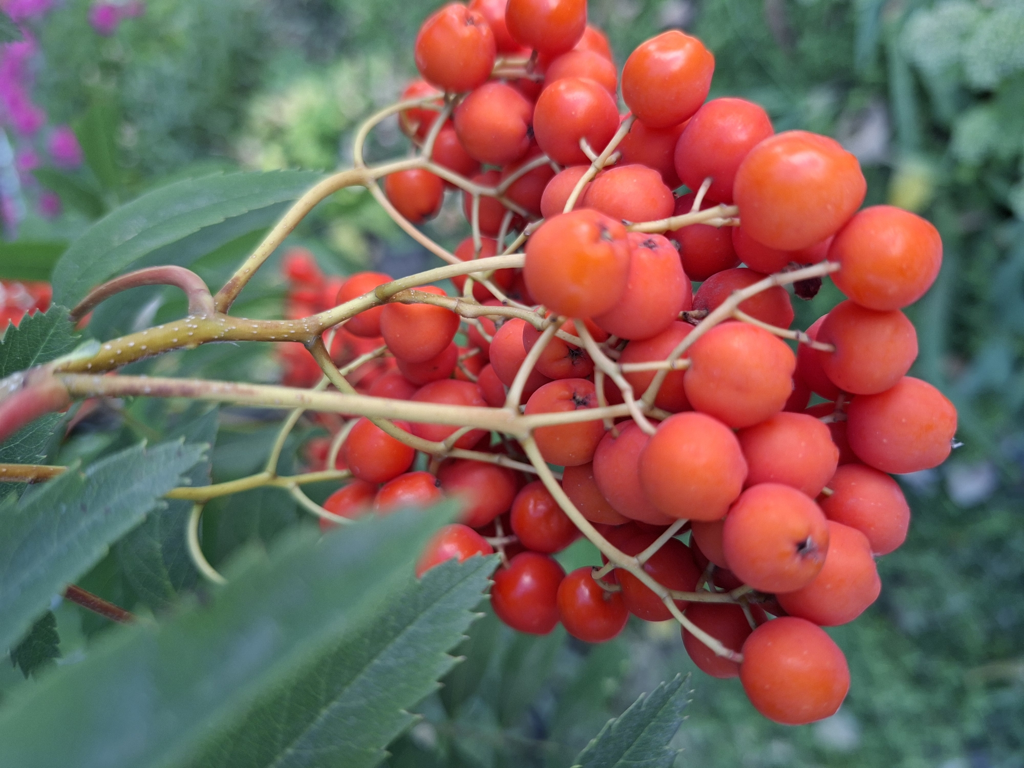 A close-up shot focuses on a cluster of bright red rowan berries hanging from a branch, with green leaves partially obscuring the view. The berries are round and plump, with some exhibiting a slight sheen. The background is softly blurred, showing hints of green foliage and some pink flowers, suggesting an outdoor natural setting, possibly a garden or park in Mazyr, Belarus. No people or specific landmarks are visible.