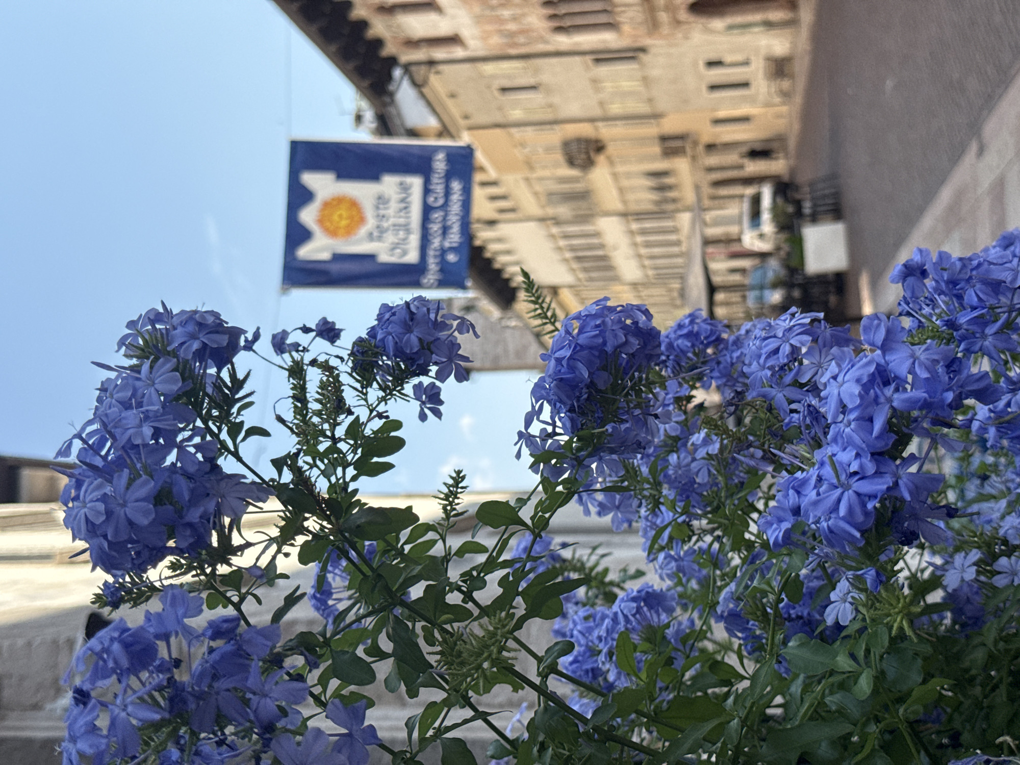 The image shows a close-up view of vibrant blue plumbago flowers in the foreground. Behind the flowers, a blue banner with a yellow sun logo and white text is visible, hanging across a narrow street lined with old buildings. The buildings have a rustic, aged appearance with visible windows and architectural details. The sky is clear and light blue, suggesting it is daytime. The overall scene evokes a Mediterranean atmosphere, possibly in a historic Italian town. The focus on the flowers creates a sense of beauty and nature contrasted with the urban setting. The text on the banner is partially legible, appearing to read "Feste Siciliane" and "Spettacolo Cultura & Tradizione," indicating a cultural festival or event related to Sicilian traditions. The lighting suggests a sunny day, possibly late afternoon or early morning given the soft light. There are no people visible in the image.