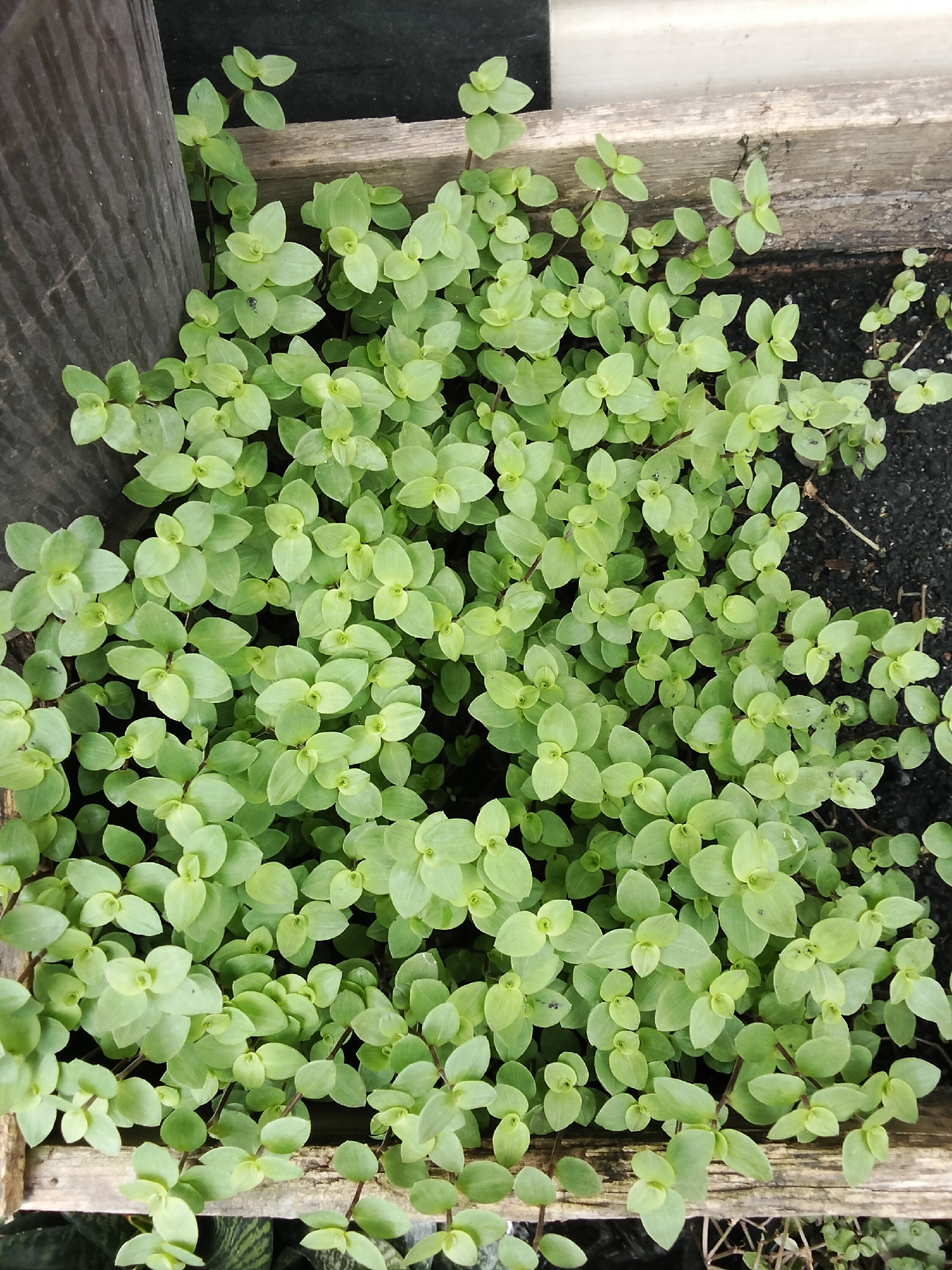 The image shows a close-up view of a dense growth of small, light green plants with rounded leaves. The plants appear to be in a wooden planter box. The planter box is partially visible on the left and top edges of the image. There is dark soil visible in the planter box in some areas. A dark, textured surface, possibly wood, is also visible on the far left of the image. The scene is outdoors and appears to be in a natural or garden setting. The specific location in Phan Thiết, Vietnam cannot be determined from the image alone.