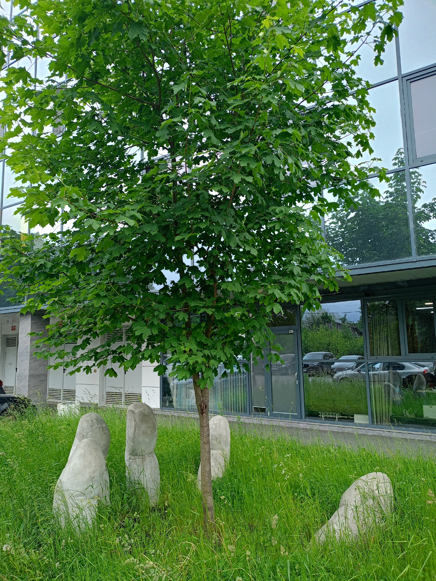 The image shows a tree with lush green leaves in front of a modern building with large glass windows. The building has a sleek, contemporary design with a metal frame. Reflections of trees and the sky are visible on the glass. In the foreground, there are several abstract concrete sculptures partially obscured by tall green grass. The sculptures are smooth and rounded, resembling stylized figures or organic forms. The grass is long and somewhat wild, with some small white flowers interspersed. The overall scene appears to be an outdoor area adjacent to an office building or commercial establishment. The lighting suggests it is daytime, possibly overcast, given the diffused light. There are cars visible in the reflection on the building's windows, indicating a parking area or street nearby. No specific activity is taking place; it is a still image of a landscape with artistic elements. There is a small sign with text on the building to the left of the tree, but it is illegible. The overall mood is serene and natural, with a touch of modern art.