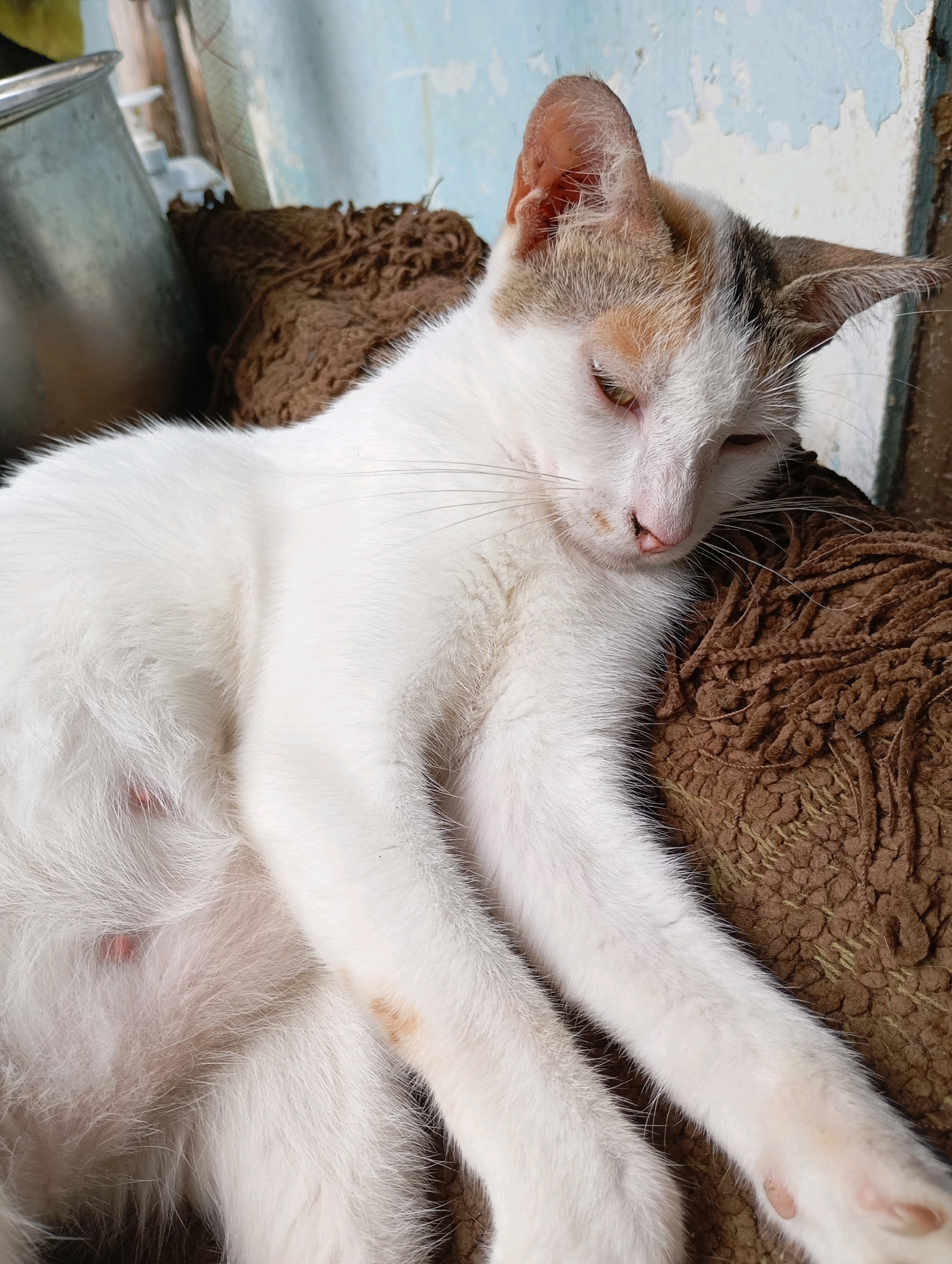 A calico and white cat is lying on a textured brown cushion. The cat is mostly white with patches of calico coloration on its head and back. Its eyes are partially closed, and its head is resting on the cushion. Visible on the cat's abdomen are several pink nipples. The background shows a slightly peeling blue and white painted wall and a metallic object to the left. The scene appears to be an outdoor or semi-outdoor domestic setting in Balikpapan, Indonesia.