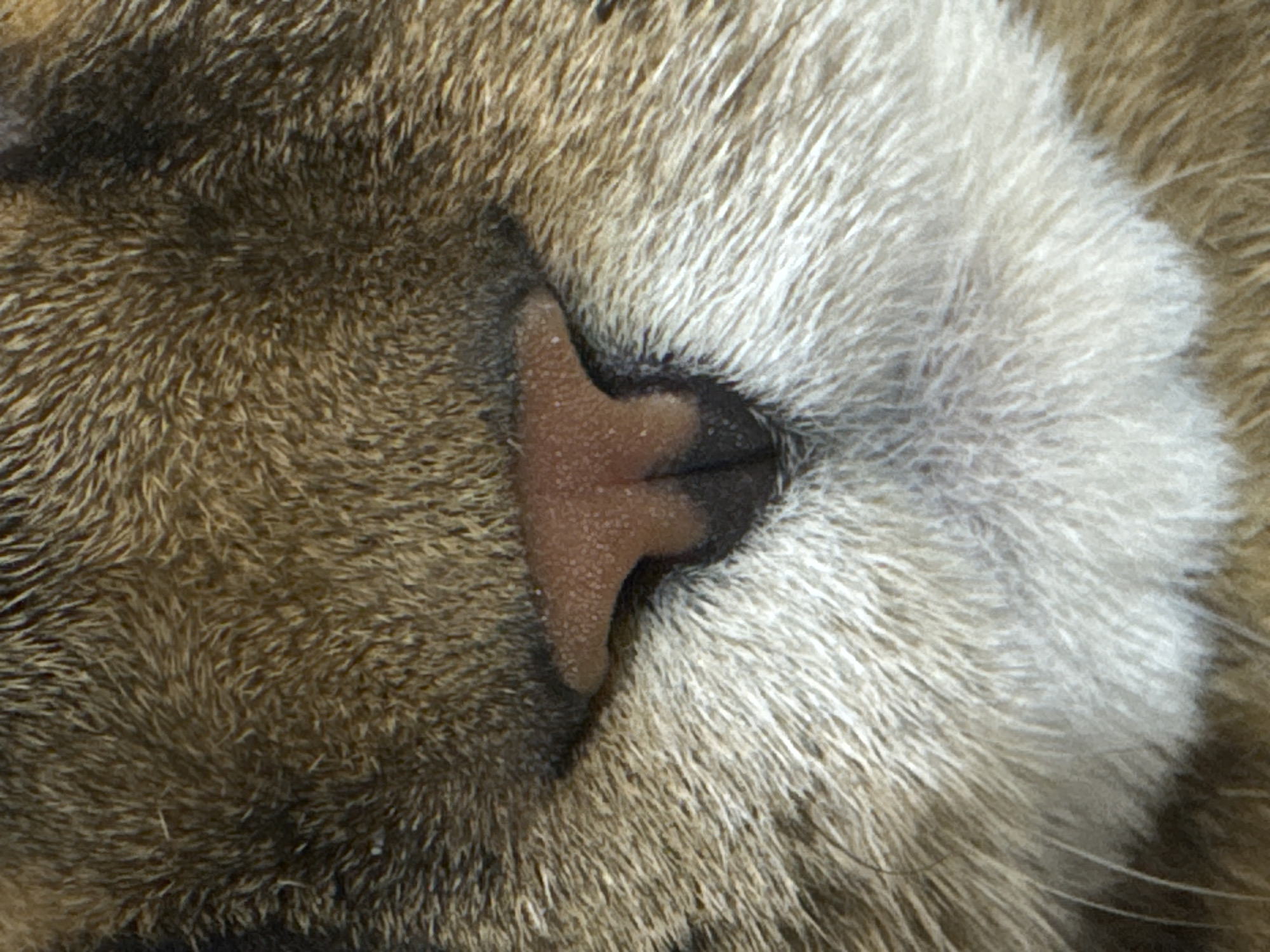 A close-up, head-on, extreme close-up photograph focuses on the nose and surrounding fur of a domestic cat. The cat's fur exhibits a tabby pattern with shades of brown, tan, and cream. The nose is a pale pink with a textured surface, and two dark nostrils are visible. The image appears to be taken in Mikhaylovsk, Russia, though no specific location or identifying features of the city are visible within the frame. The background is entirely filled with the cat's fur, providing no additional environmental context. There are no people, actions, or interactions depicted in the photograph.