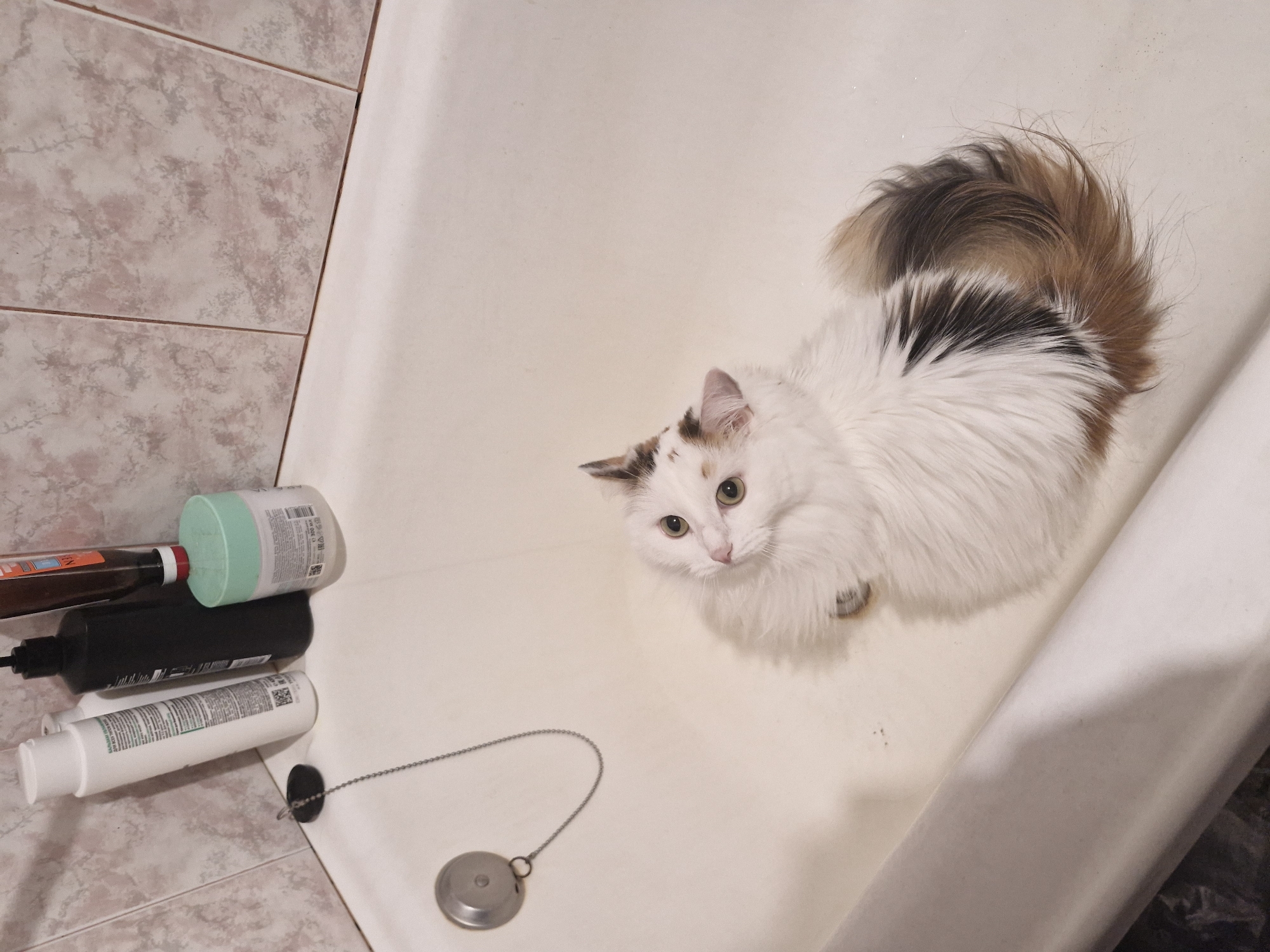 A calico cat with white, brown, and black fur is sitting in a white bathtub. The cat is facing the camera with its head tilted up and to the left. Its eyes are open and green. The bathtub has a silver drain stopper with a chain attached, located to the left of the cat. In the background, on the edge of the tub, are several bottles of toiletries, including a white bottle, a black bottle, a brown bottle, and a light green jar. The wall behind the toiletries is tiled with a light pink and grey marbled pattern. The image is taken from a high angle looking down into the bathtub. The location is not specified.