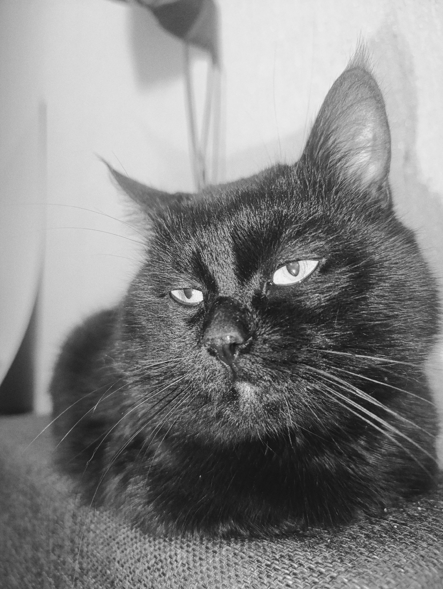 A close-up, black and white photograph captures a black cat with piercing yellow eyes and its left ear cocked at an angle. The cat is positioned on a textured surface, possibly a couch or chair, and is looking directly at the camera with a stern expression. The background is blurred, with soft lighting suggesting an indoor environment. No specific location in Zlatopil, Ukraine, can be identified from the image.