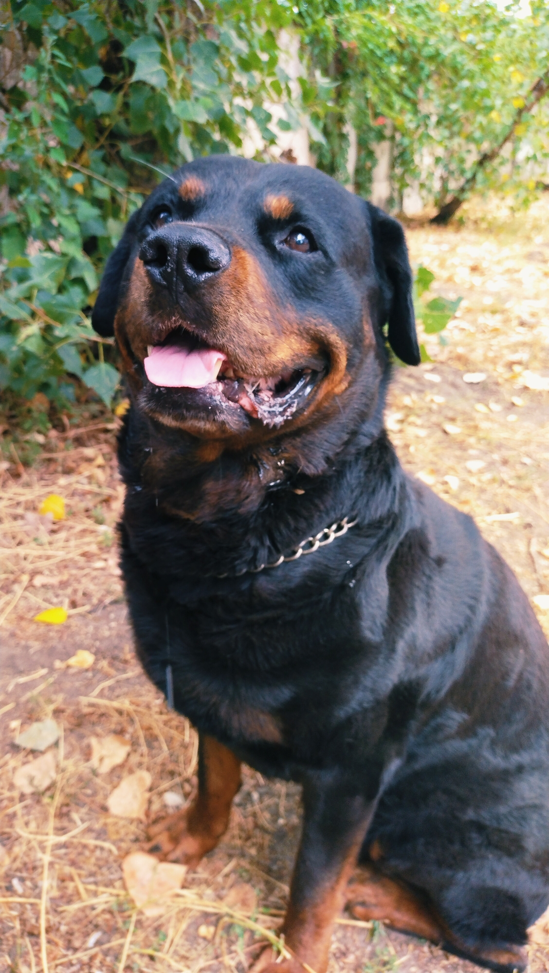 An outdoor, slightly low-angle medium shot captures a Rottweiler dog from the chest up, sitting on dry leaves and dirt. The dog is black with tan markings above its eyes, on its cheeks, and on its legs. Its mouth is open, with its pink tongue visible, and some white foam around its lips. The dog is wearing a silver chain collar. In the background, there is green foliage and tree branches. The scene appears to be in a yard or park area, and could be in Horishni Plavni, Ukraine, given the context. There are no people visible in the image.