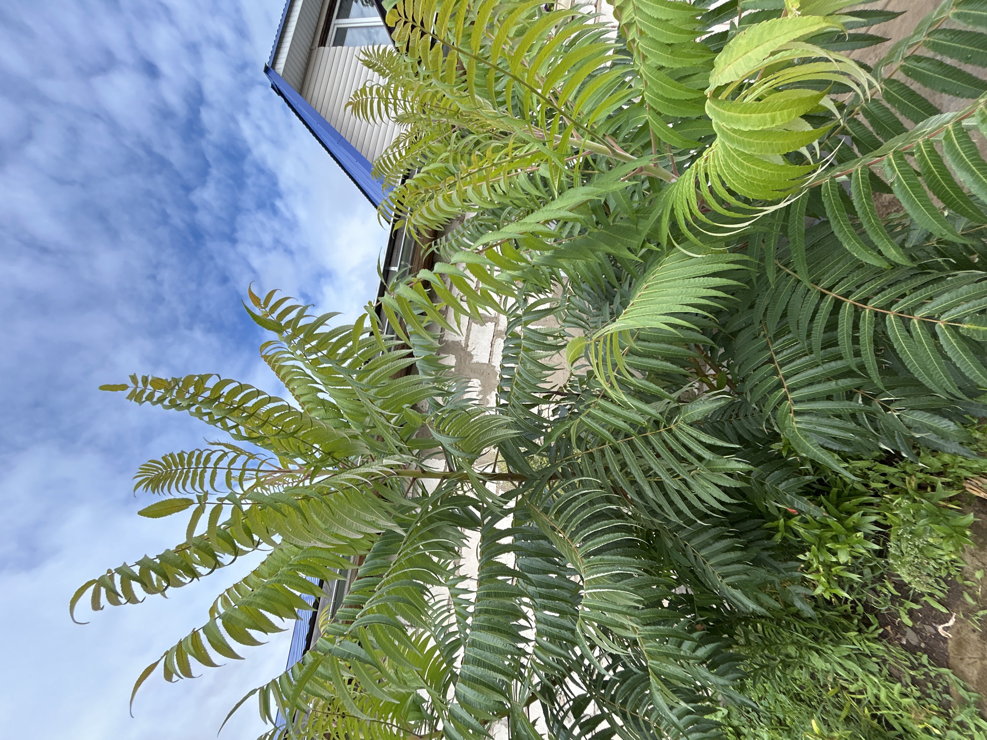 An outdoor, eye-level shot captures a lush green sumac tree in the foreground, its compound leaves fanning out towards a bright blue sky dotted with scattered white clouds. The tree's branches are positioned in front of a light-colored, textured wall, likely stucco, with a portion of a light beige house visible above it. The house features a prominent blue roofline with white trim. The scene is set in Chaikovsky, Russia. No people or animals are visible. The environment appears to be a residential outdoor setting, possibly a garden or yard, with the sumac tree being the primary subject.