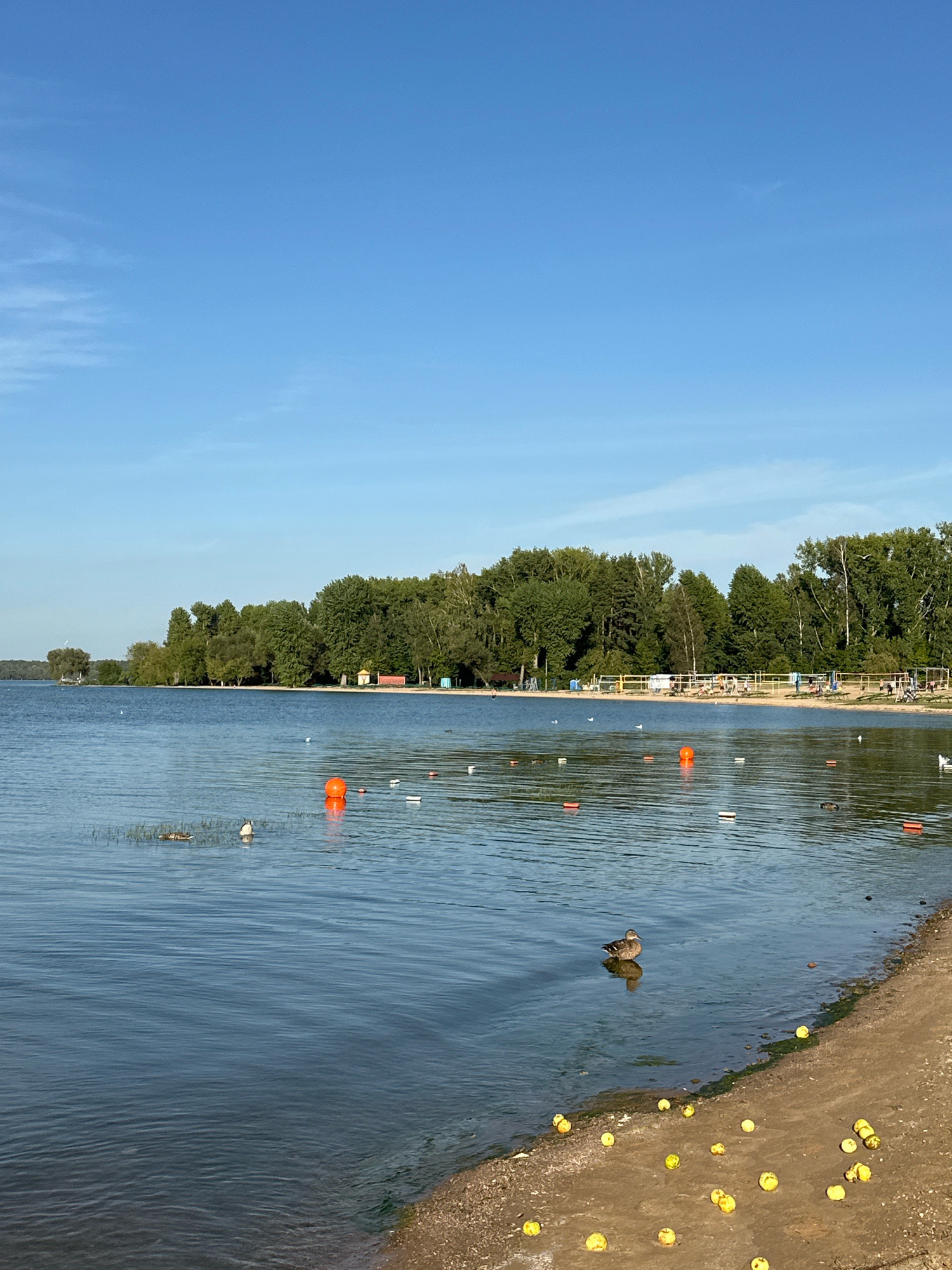 This is a wide-angle, eye-level shot of a serene lake on a clear, sunny day, likely in the Ждановіцкі сельскі Савет, Belarus, with a beach and treeline in the background. The sky is a vast, cloudless blue, occupying the top half of the image. The lake's surface is calm, with gentle ripples reflecting the sunlight. Scattered across the water are several orange and white buoys, marking a swimming area. A lone duck is visible in the foreground, resting on the water. The shoreline to the right is sandy and appears to be littered with numerous yellow objects, possibly fallen apples. In the distance, a dense line of green trees forms the backdrop, with a sandy beach and yellow fencing visible along the shore. Several small structures, possibly changing rooms or shelters, are also present on the beach, along with a few figures who appear to be enjoying the beach. A single bird is in flight over the trees on the left side of the image.