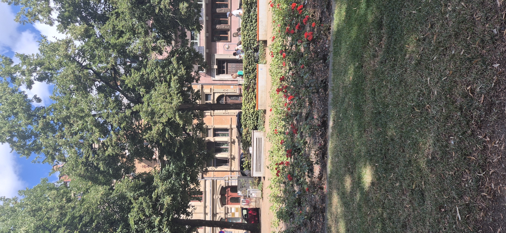 This image captures a sun-drenched scene in Mainz, Germany, specifically along a street lined with mature trees and historic buildings. In the foreground, a well-maintained lawn transitions to a vibrant flowerbed bursting with red roses. Behind the roses, a low, manicured hedge forms a natural barrier. Beyond the hedge, several people are visible, casually strolling or seated, suggesting a public space like a park or plaza adjacent to residential or commercial buildings. The architecture of the buildings is characteristic of older European city centers, with intricate facades and traditional windows. A few vehicles are parked along the street, partially obscured by trees and foliage. The sky above is a clear blue with scattered white clouds, indicating pleasant weather. The overall impression is one of urban tranquility and everyday life unfolding in a charming historical setting.