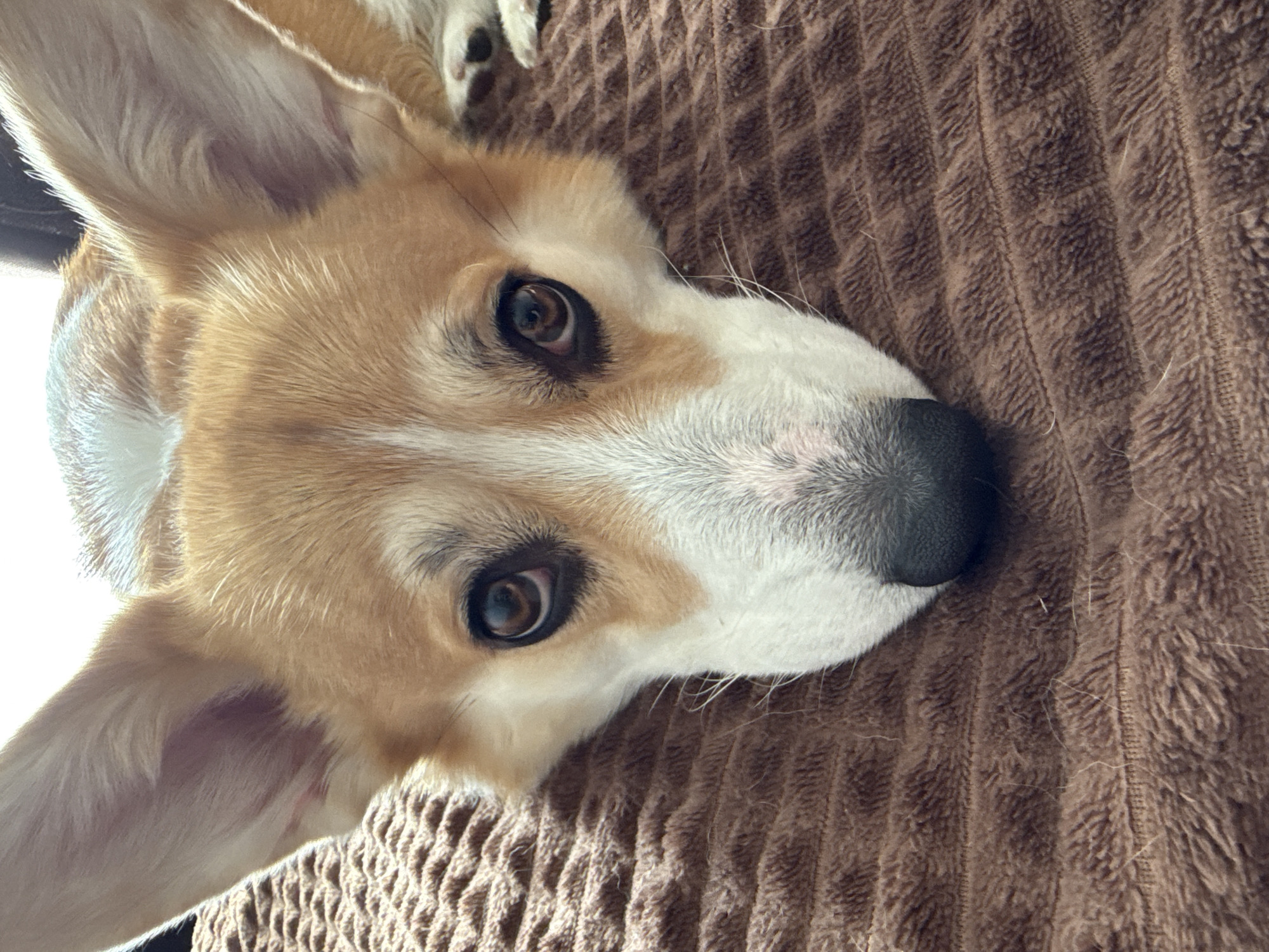 A close-up shot shows a tan and white corgi lying on a brown, textured surface, likely a blanket or upholstered furniture. The corgi faces the camera with a direct gaze. The background is out of focus, but the texture of the surface is distinct. There is no information in the image to suggest it was taken in Borzya, Russia or any other specific location.